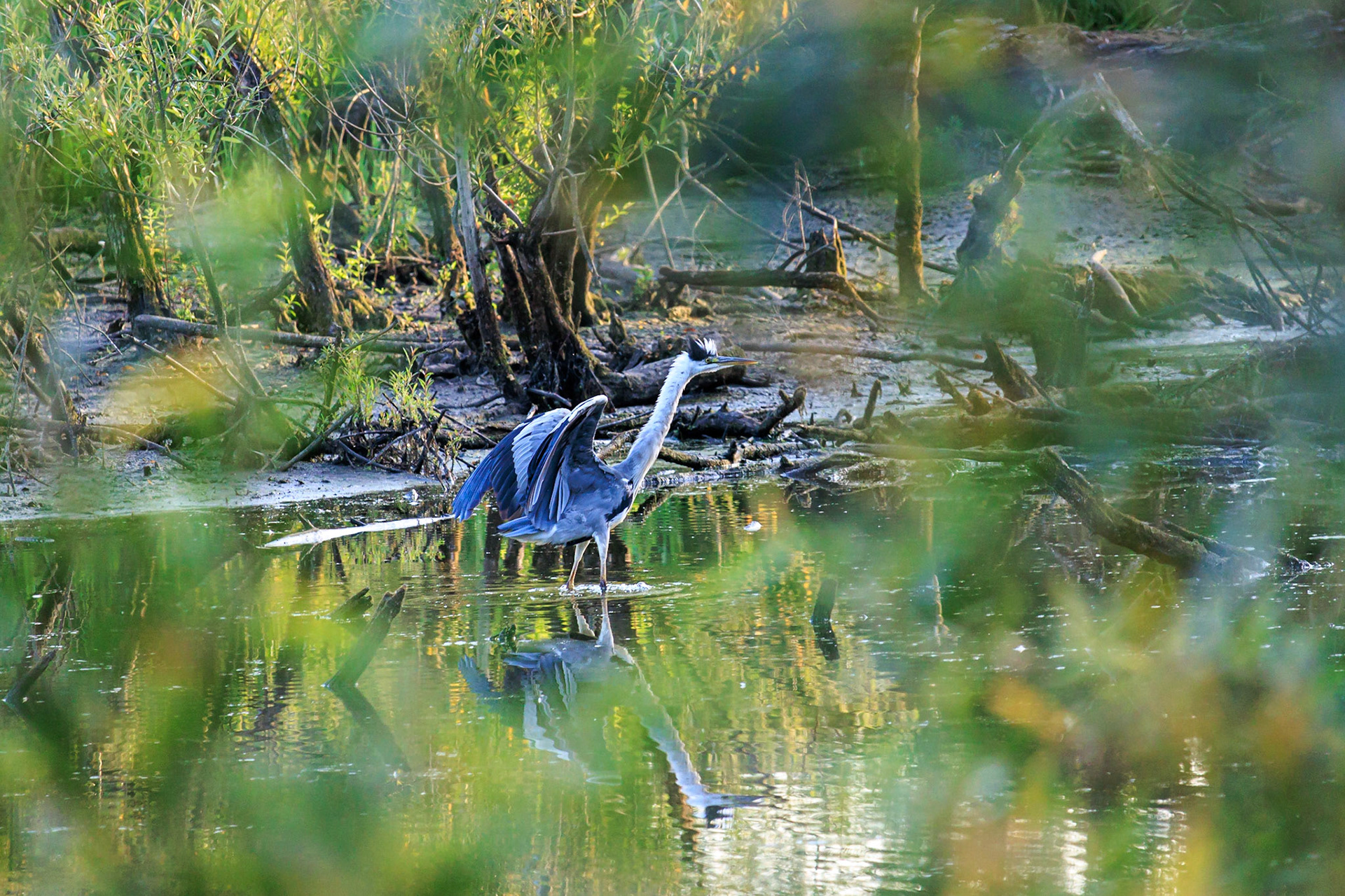 Graureiher / Grey Heron