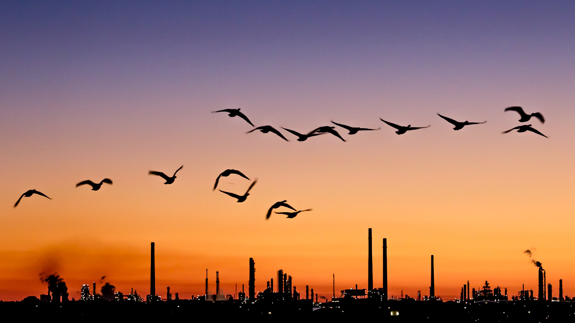 Goose Flight