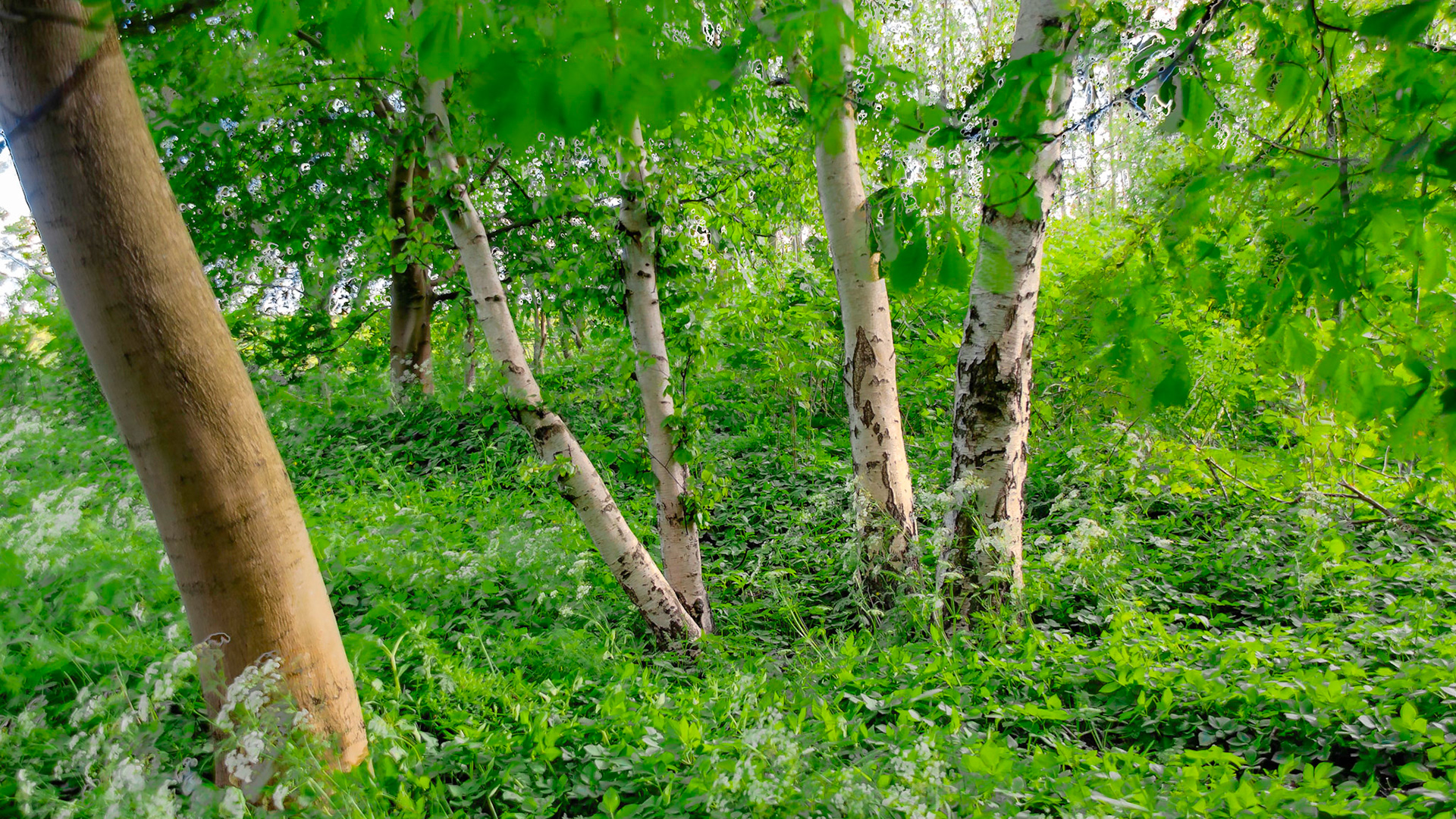 Birches