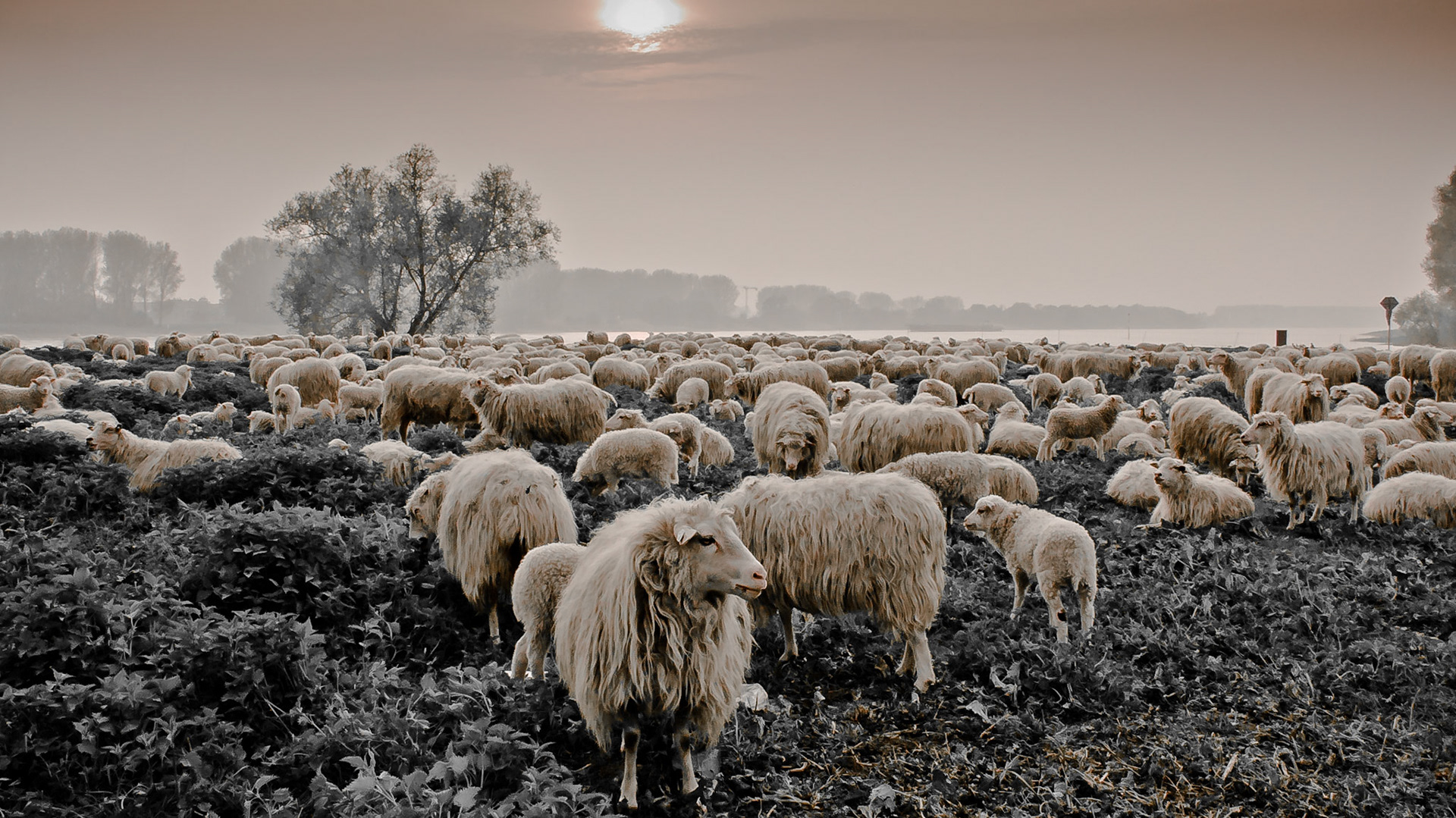 Sheeps