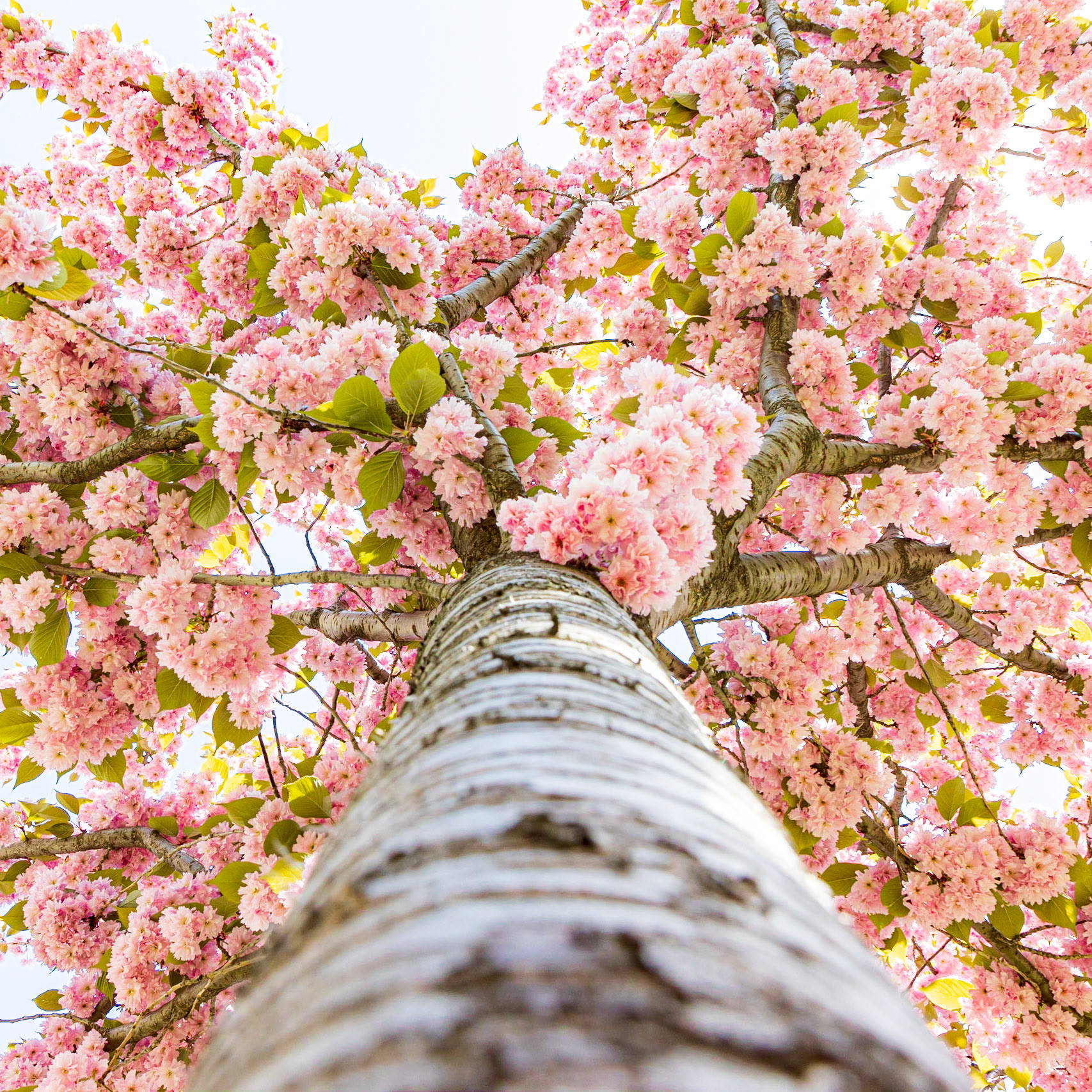 Blossoms