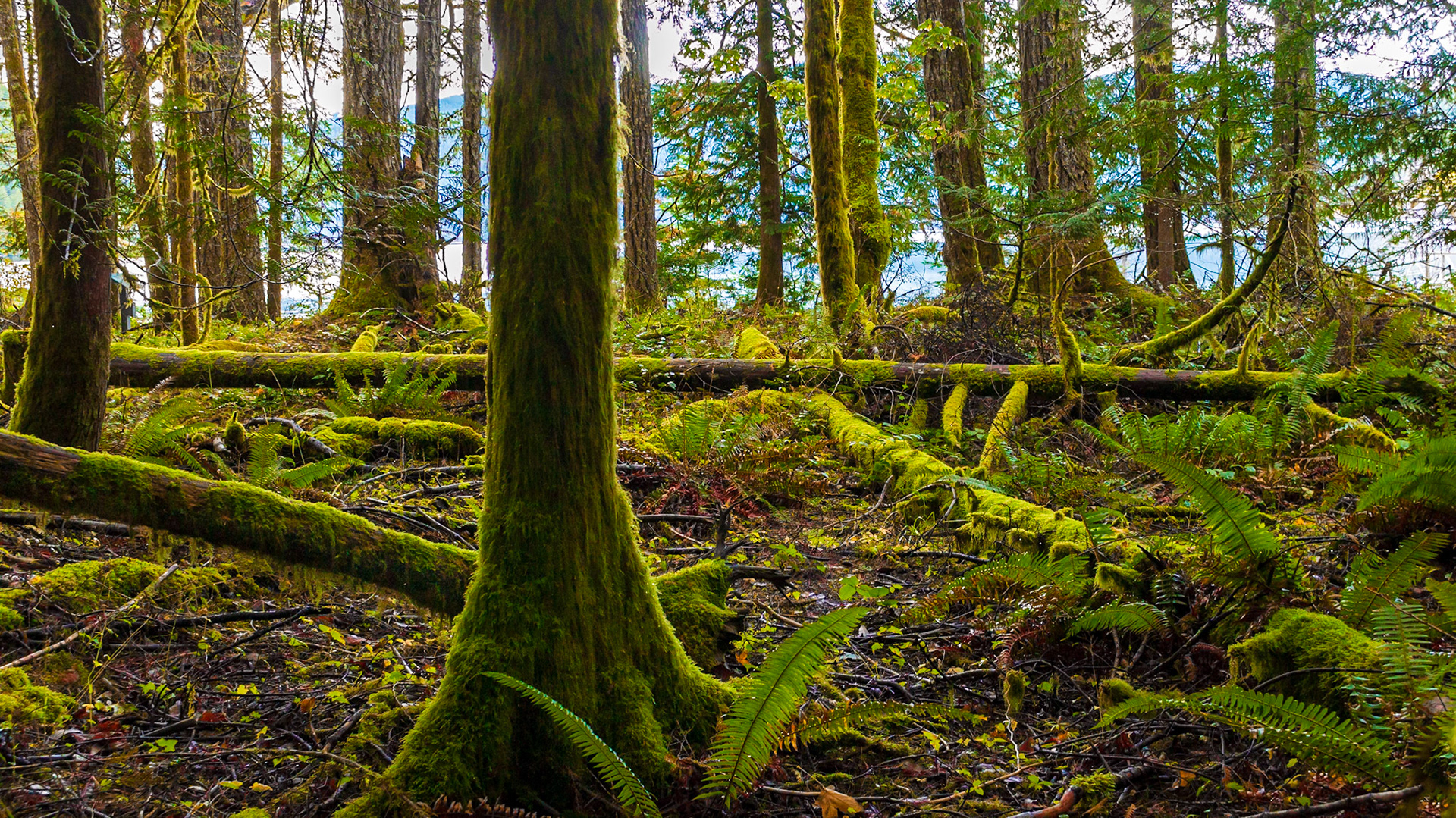 Rainforrest at Lake Crecsent