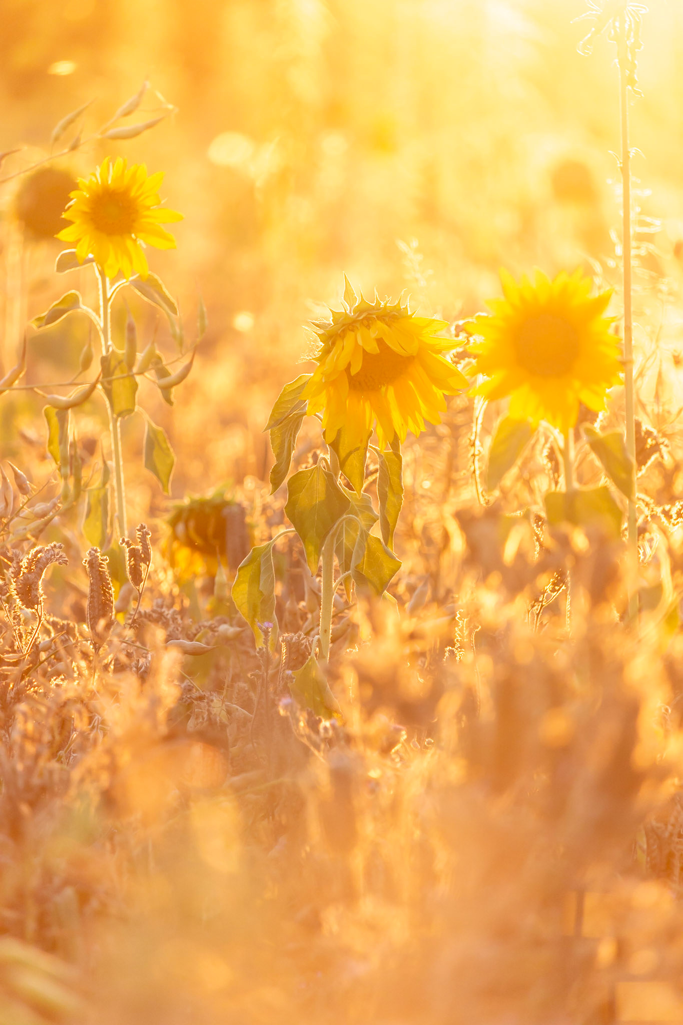 flickering summer