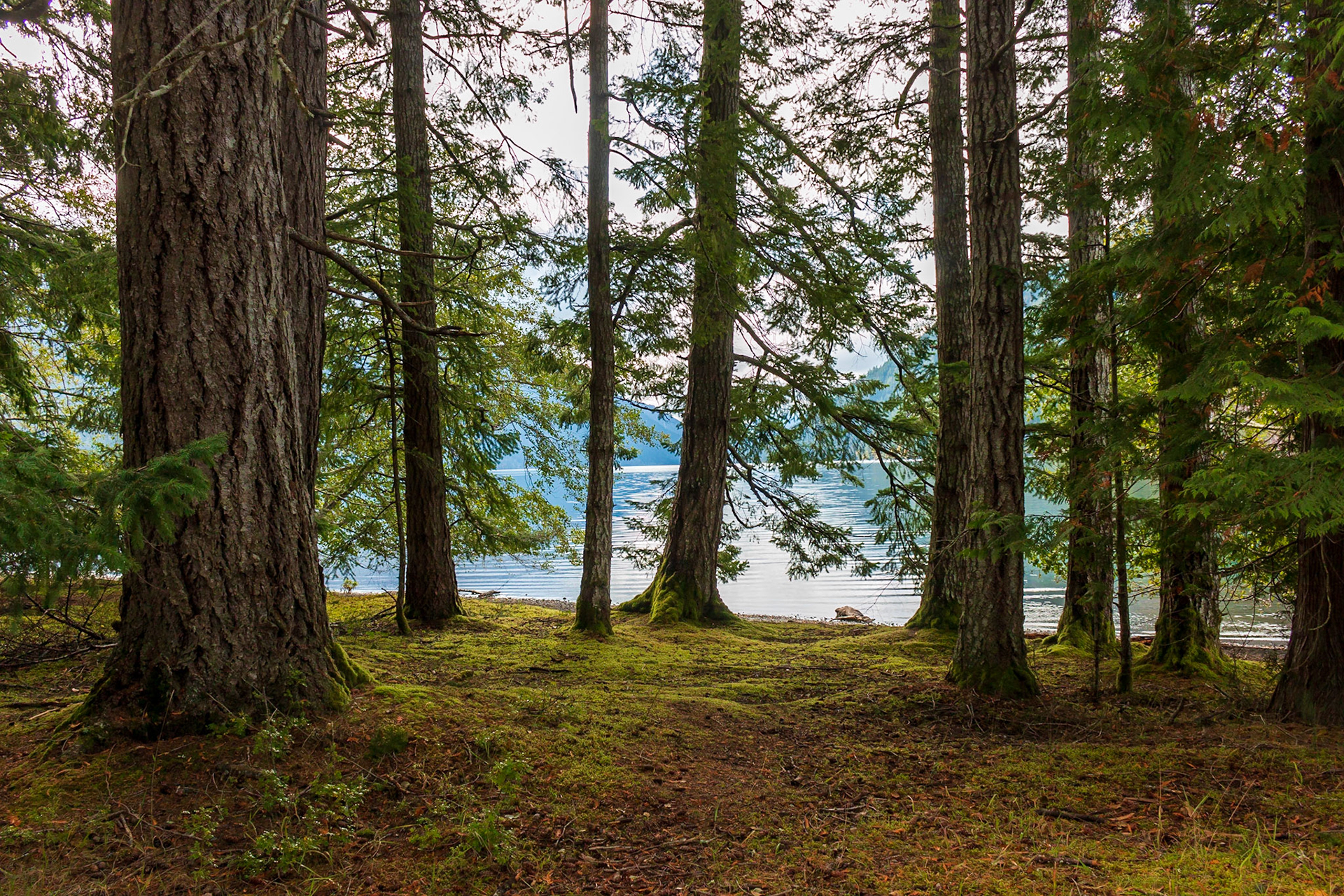 Rainforrest at Lake Crecsent
