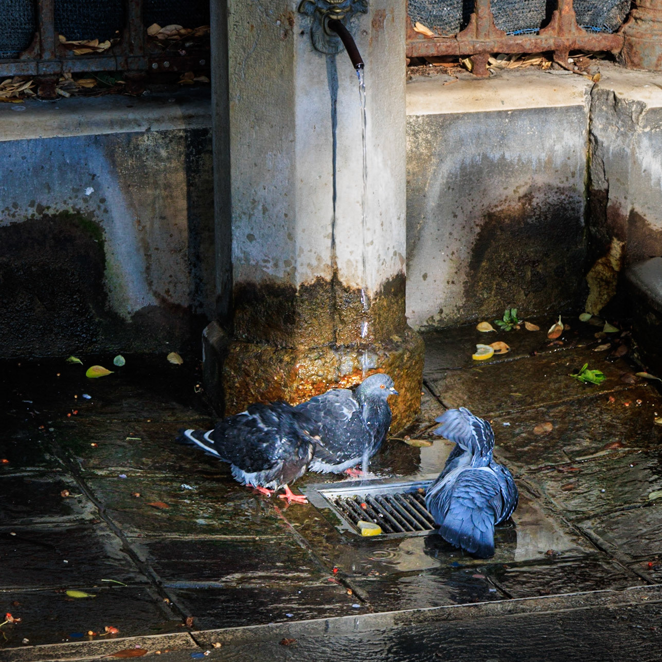 Bathing Pigeons