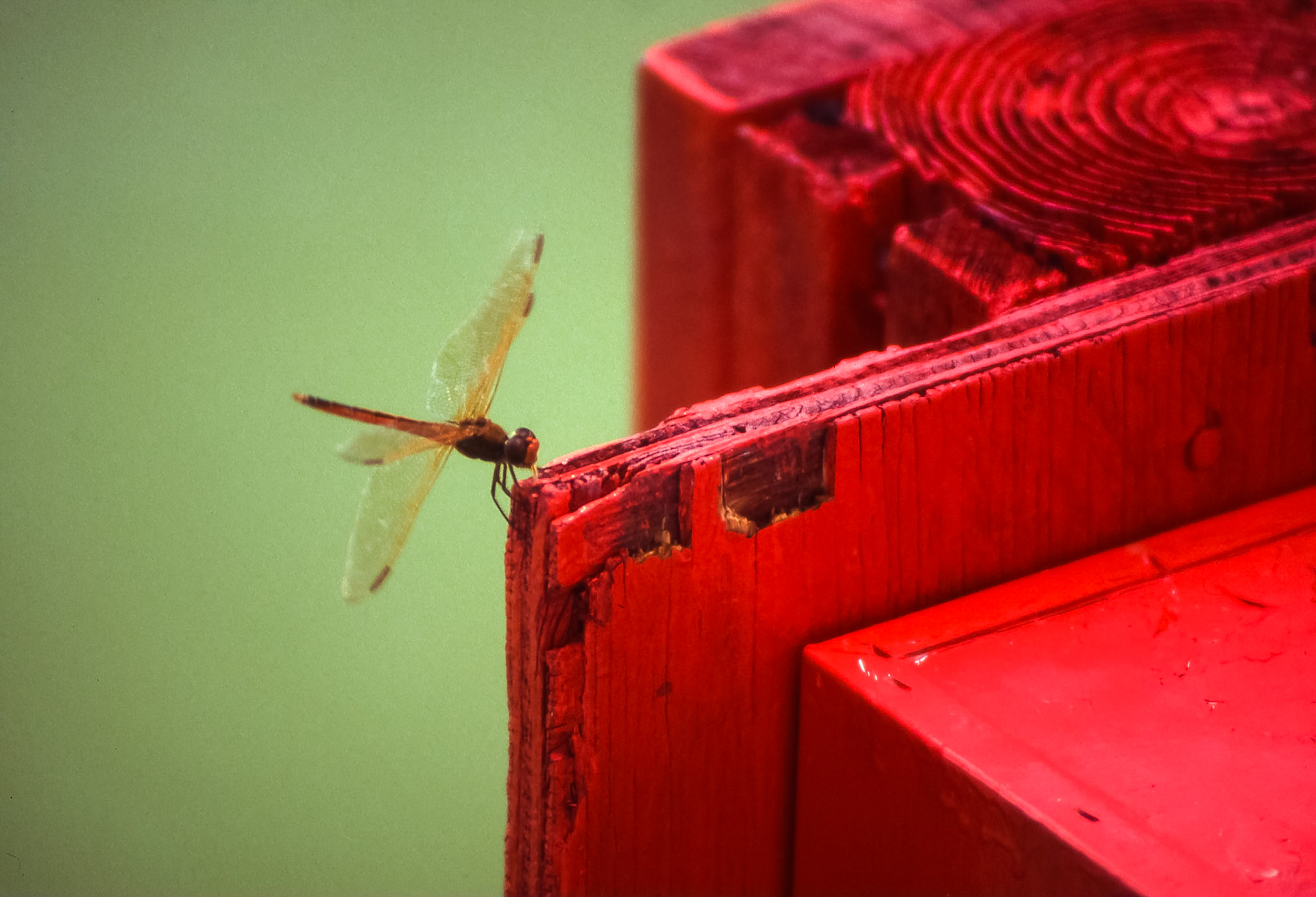 Dragonfly