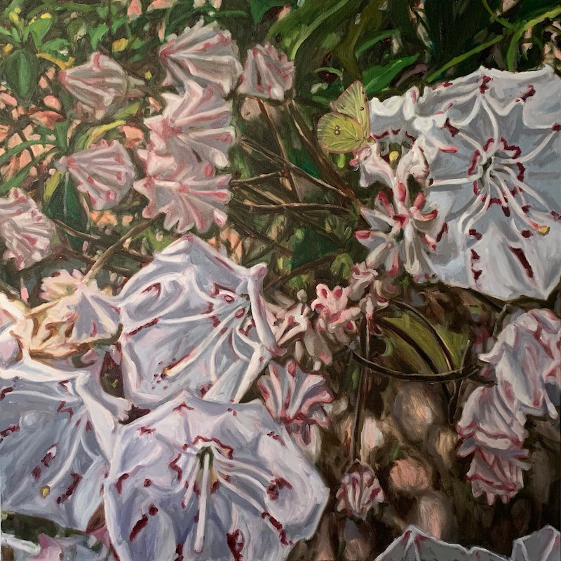 #10  Mountain Laurel, Sulphur Butterfly