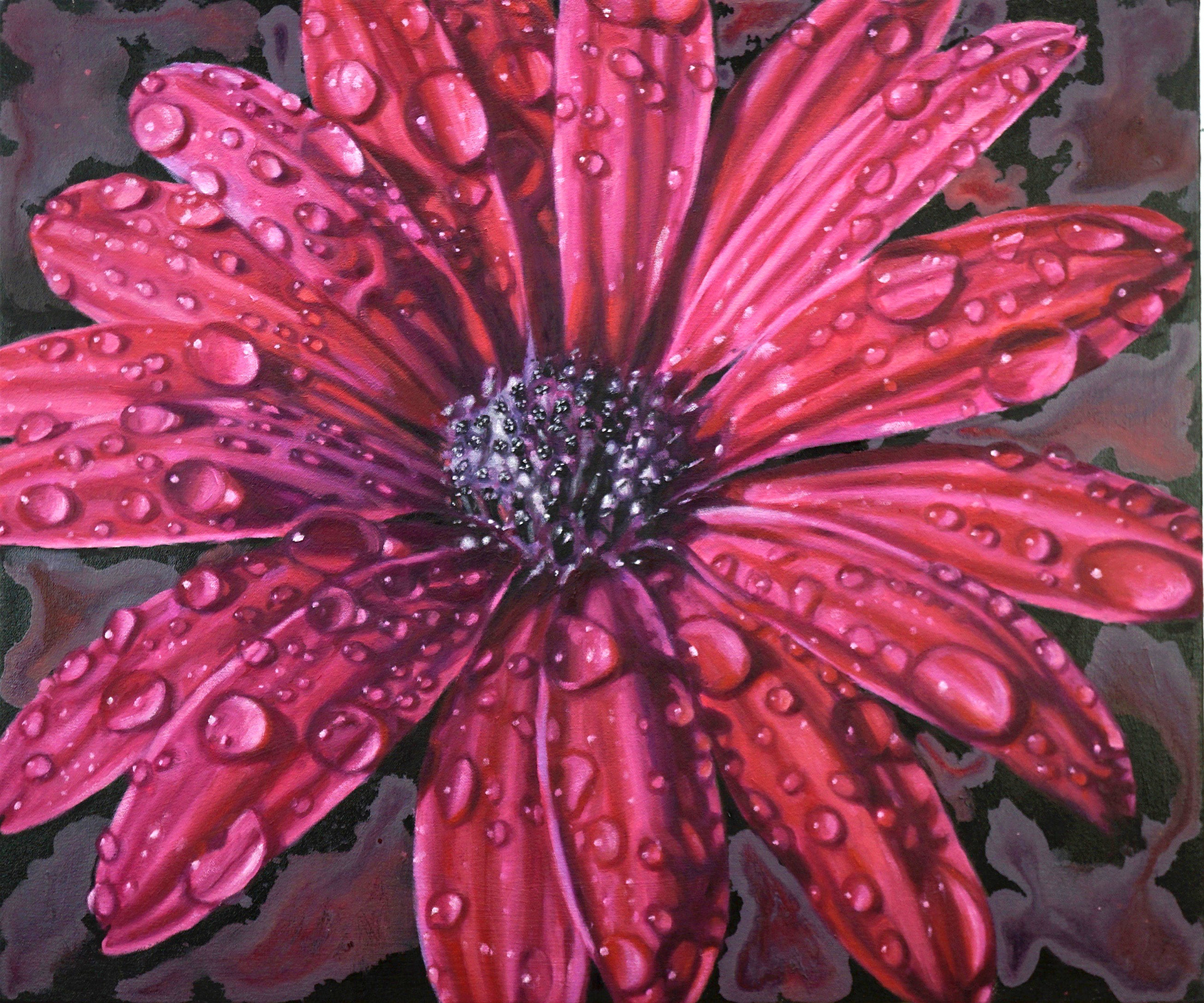 Big Magenta African Daisy
