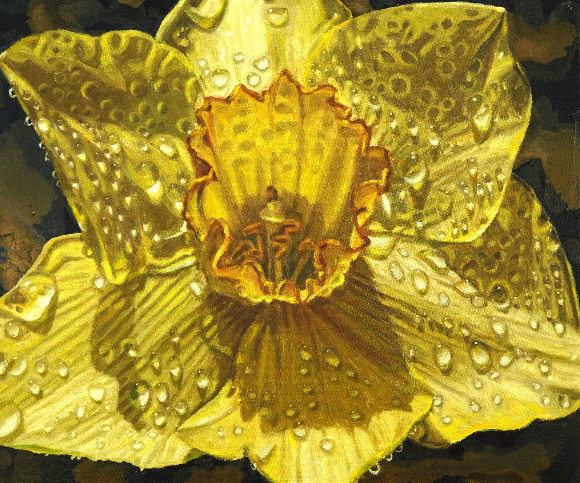 Trumpet Daffodil
