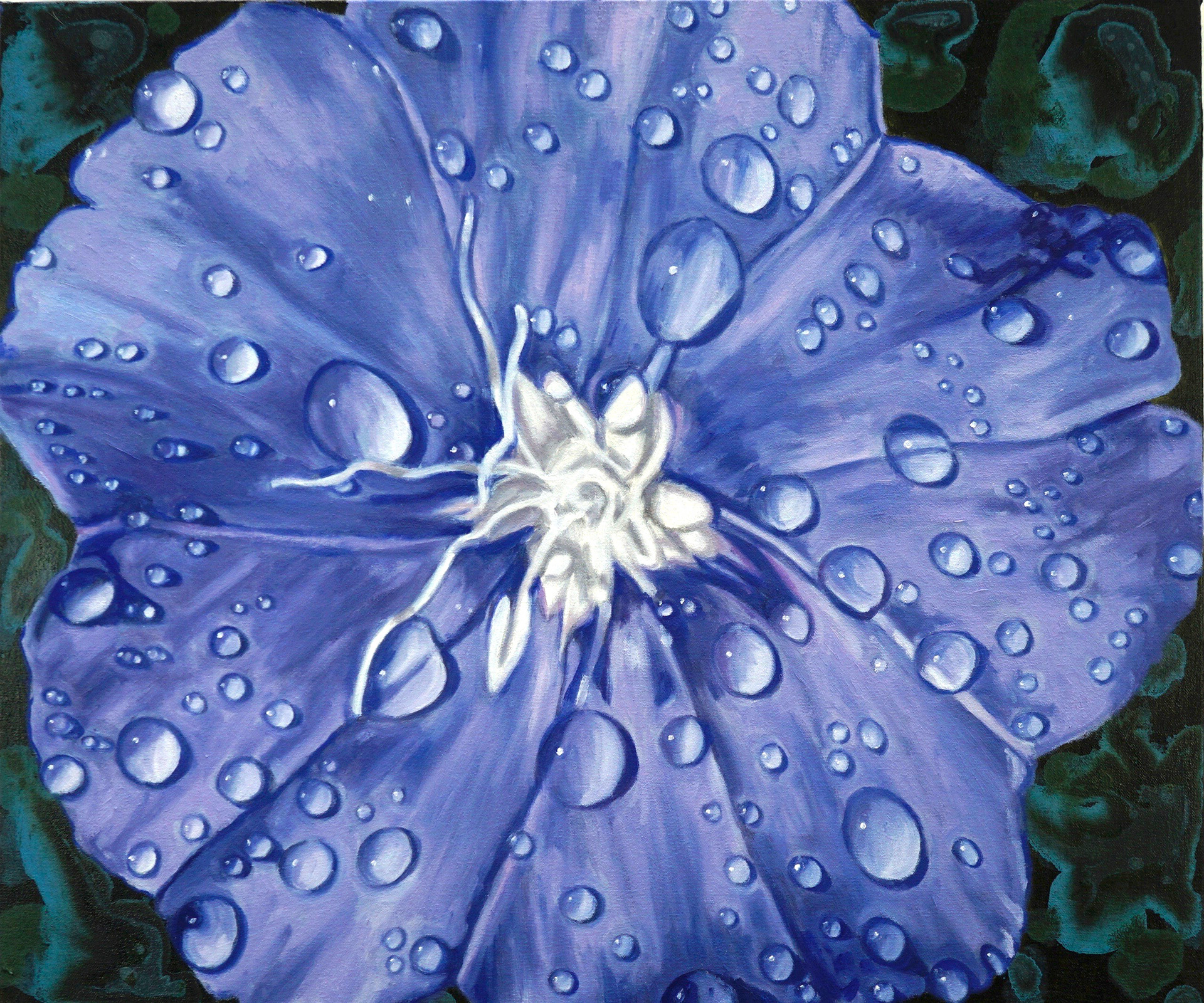 Dwarf Morning Glory