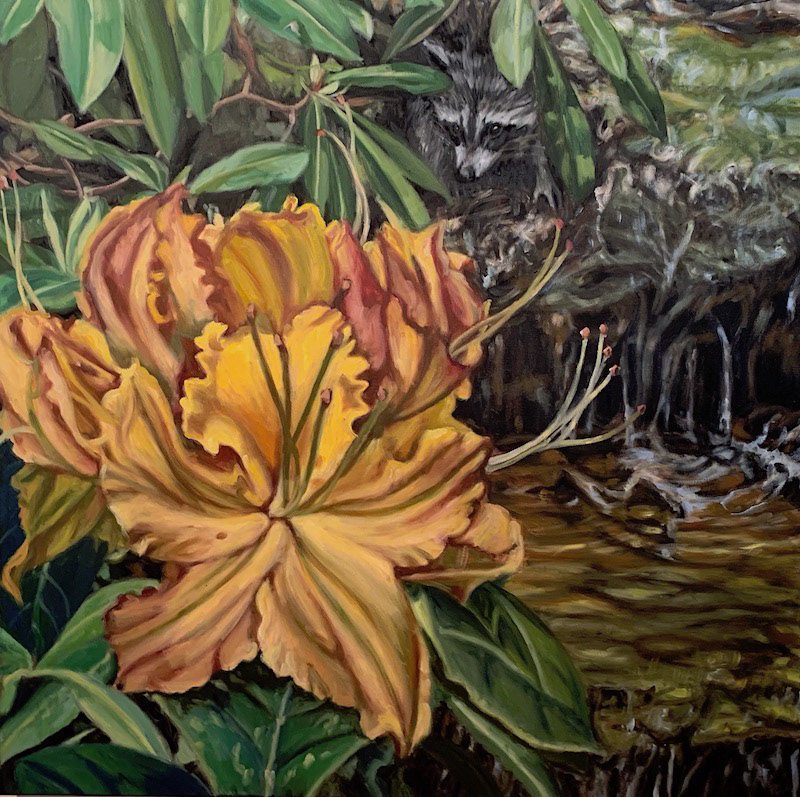 #12  Azaleas, Raccoon