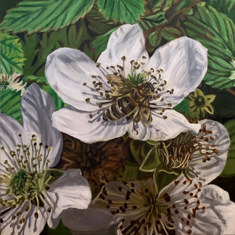 #11  Wild Blackberries, Honey Bee