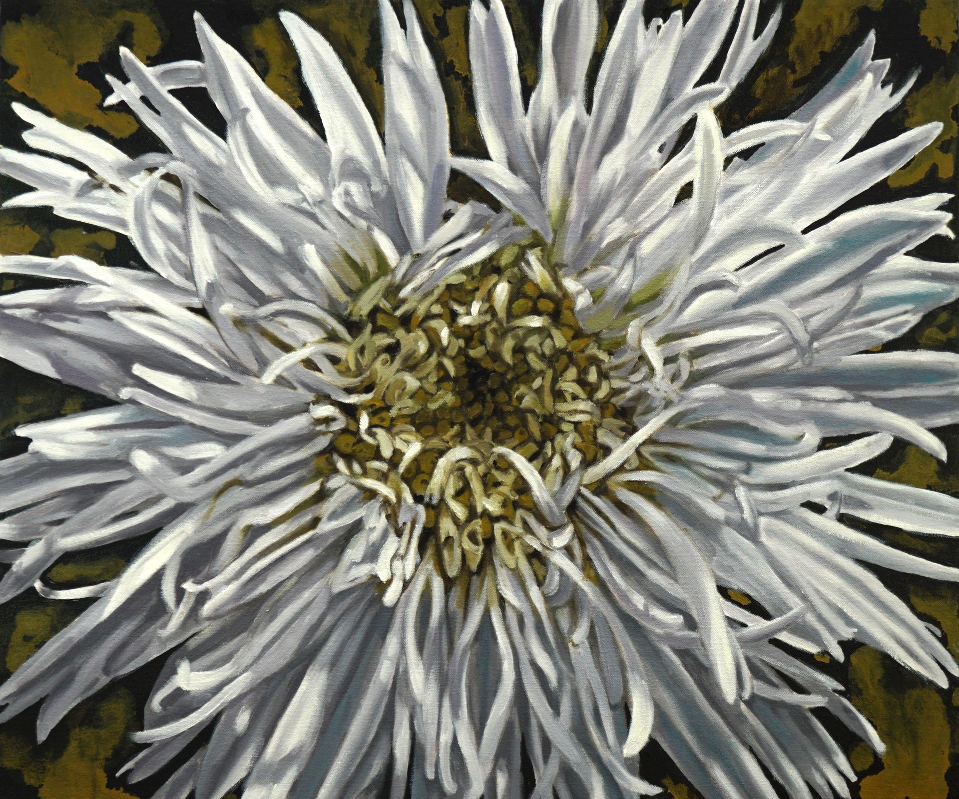Shasta Daisy