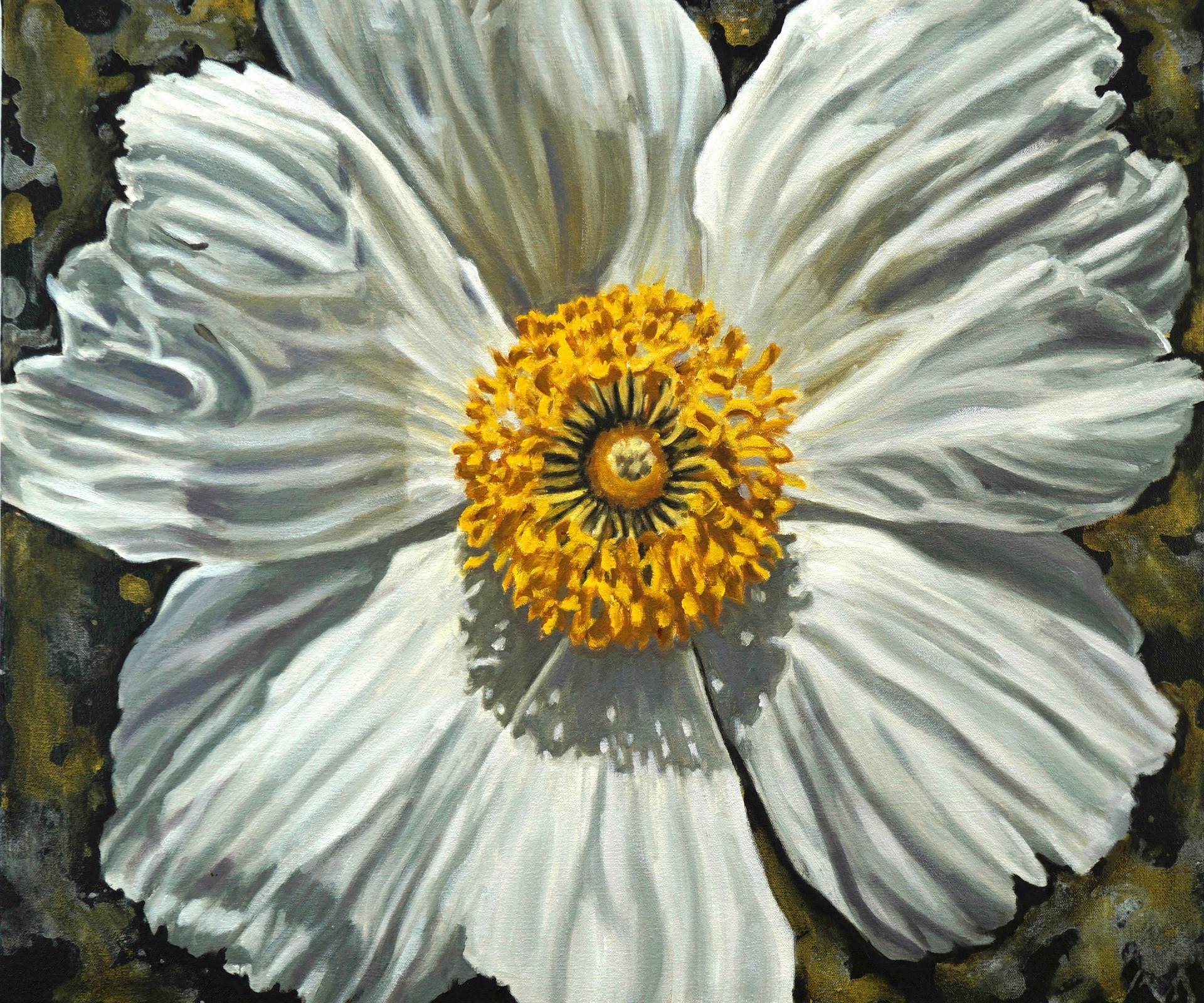 Matilija Poppy