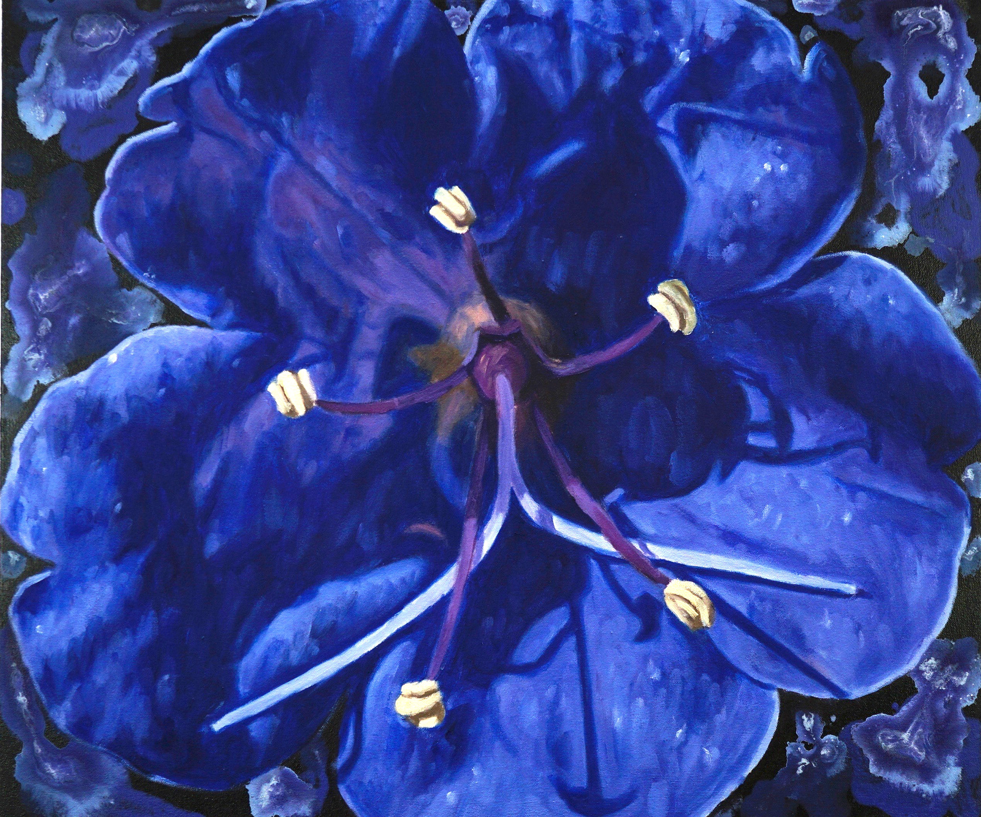 Desert Bluebell