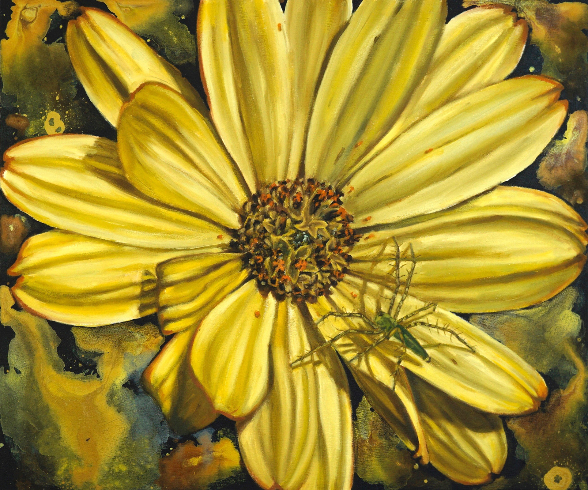 Serenity Deep Yellow African Daisy