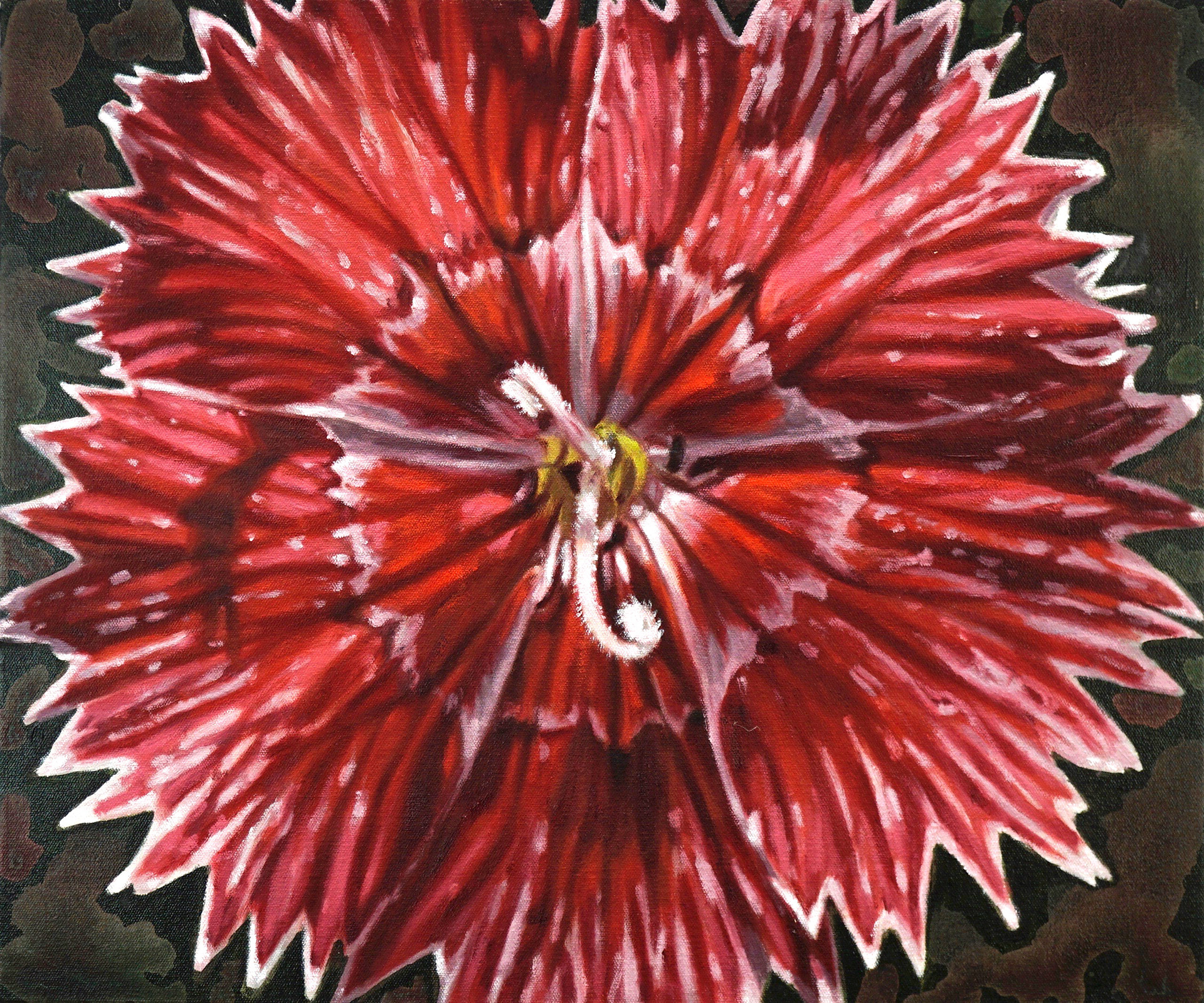 Floral Lace Dianthus