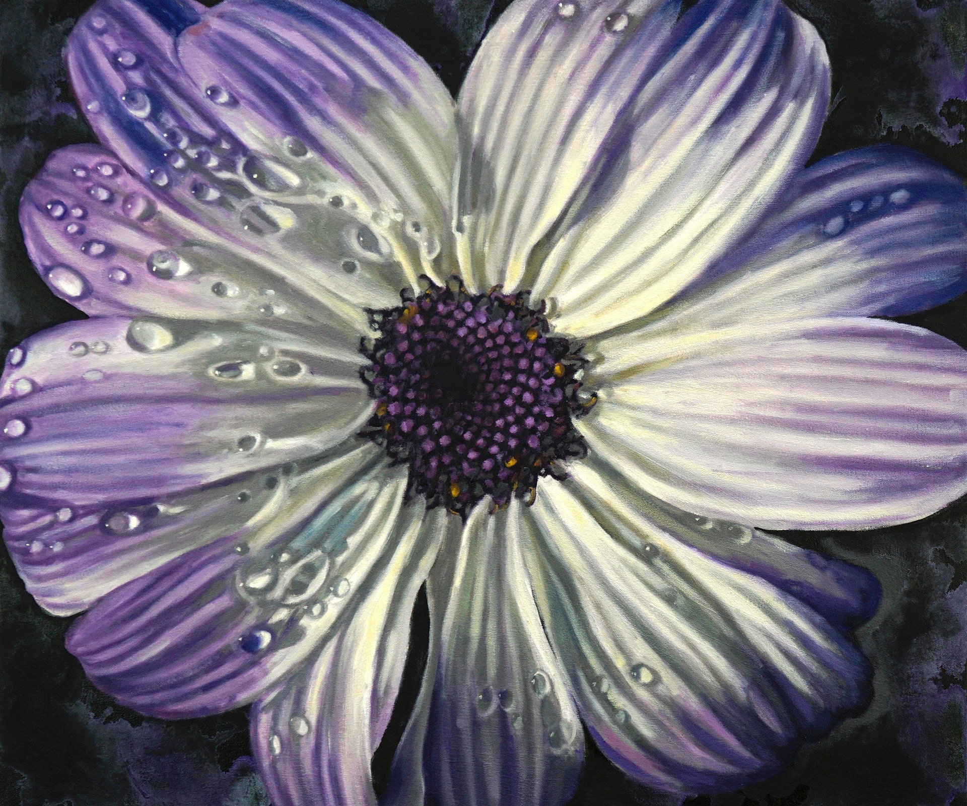 Florist’s Cineraria