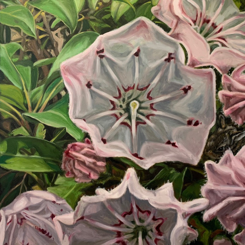 #15  Mountain Laurel, Eastern Cottontail