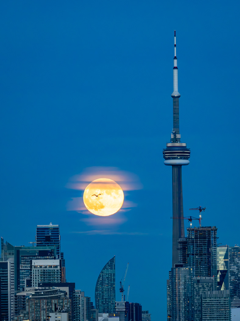 October Moon Toronto
