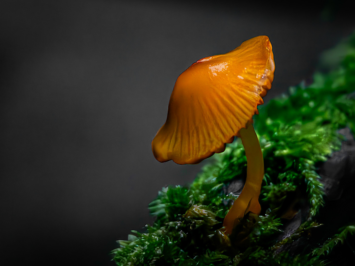 Hygrocybe Waxy Cap Mushroom