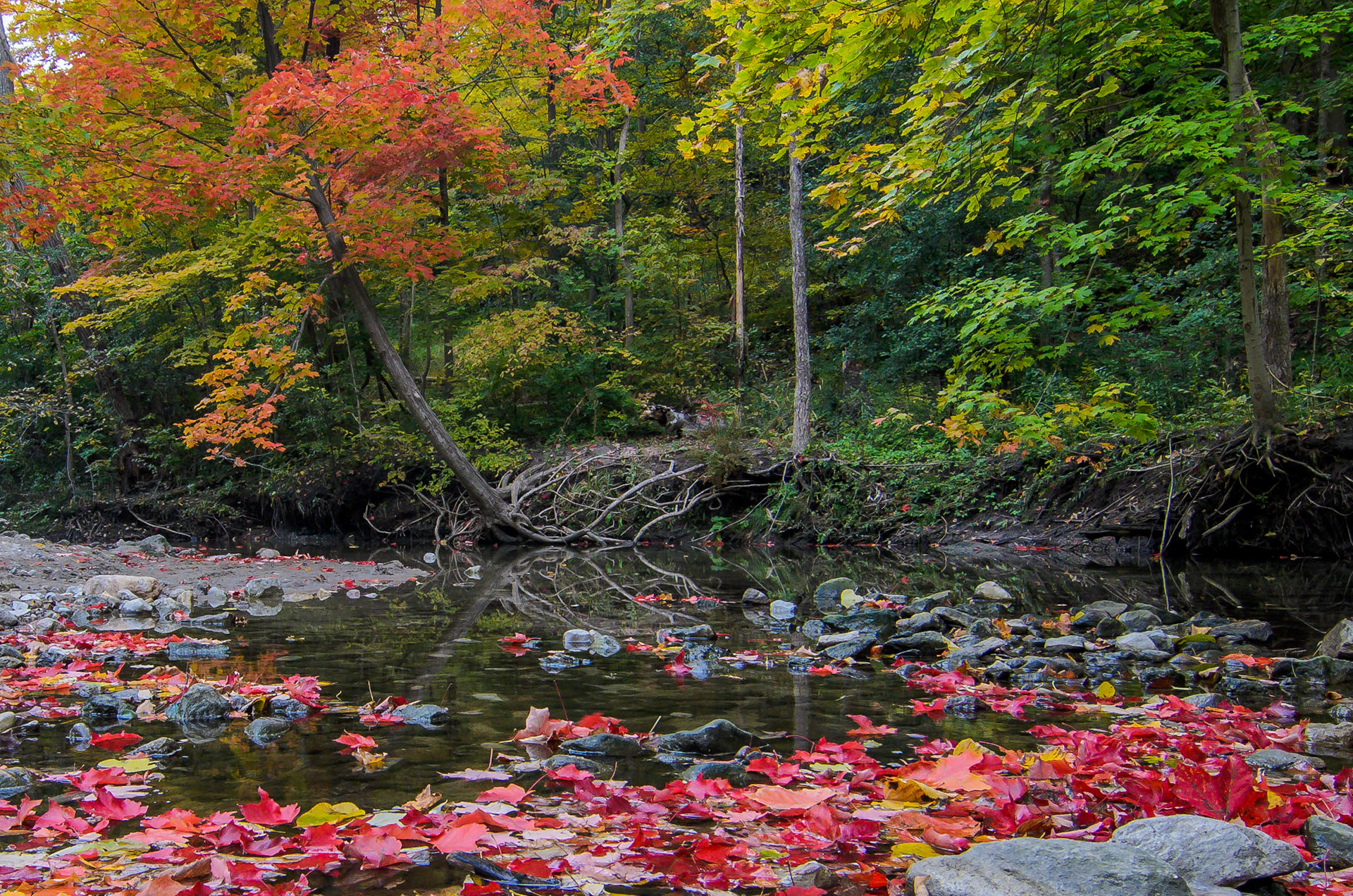 Edwards Gardens Fall Colours