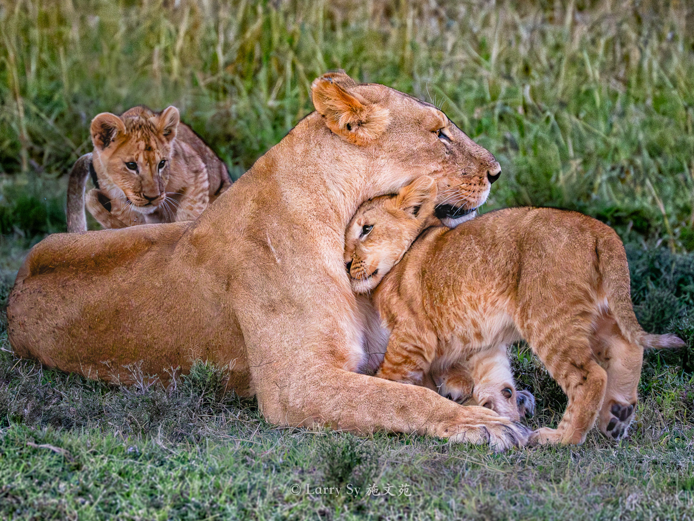 Lioness With Cubs
