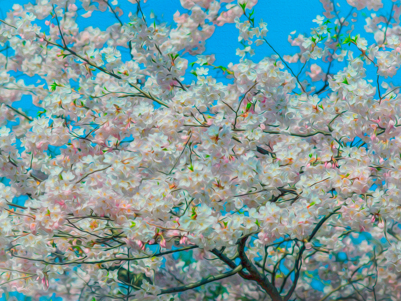 High Park Sakura Impressionist