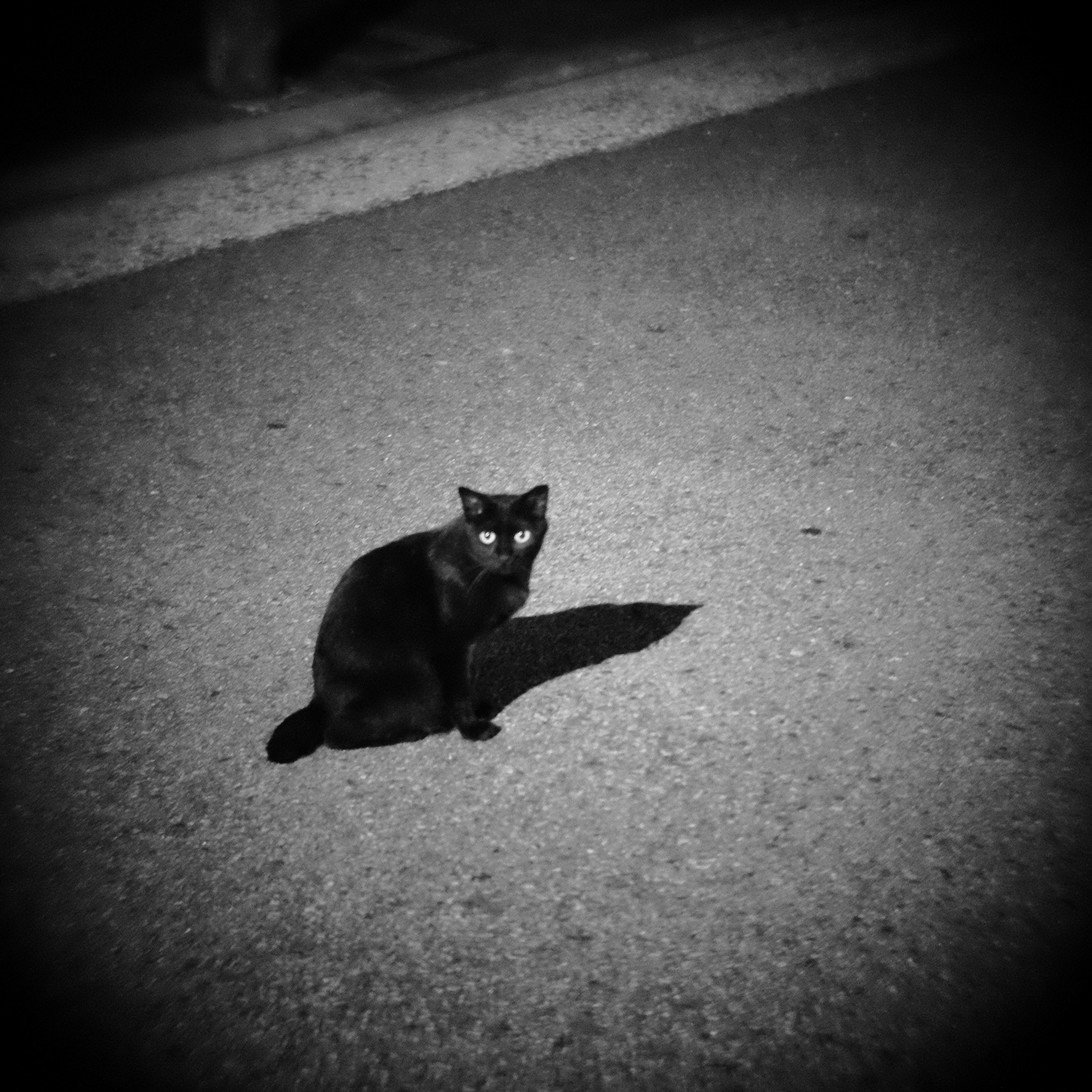 A black cat is looking at you on a dark street.