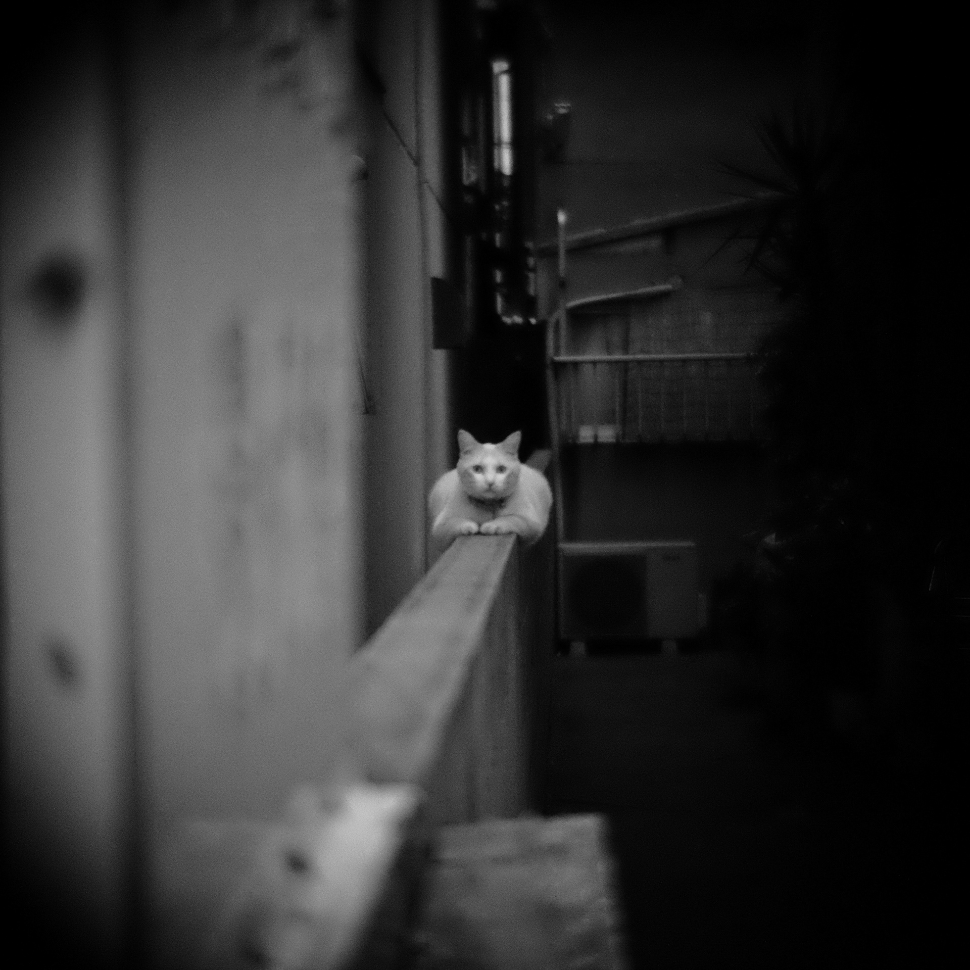 A white cat is looking at you from the dark.