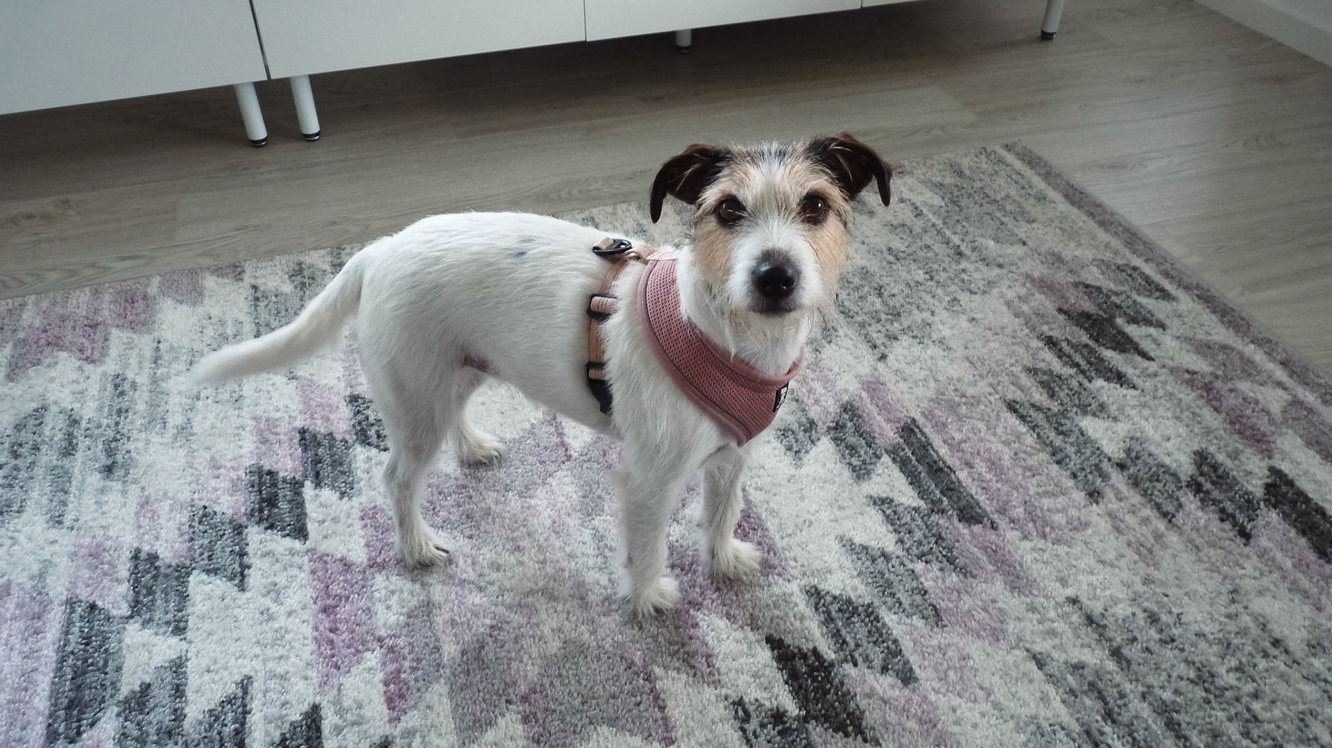 Mimpsu stares at photographer