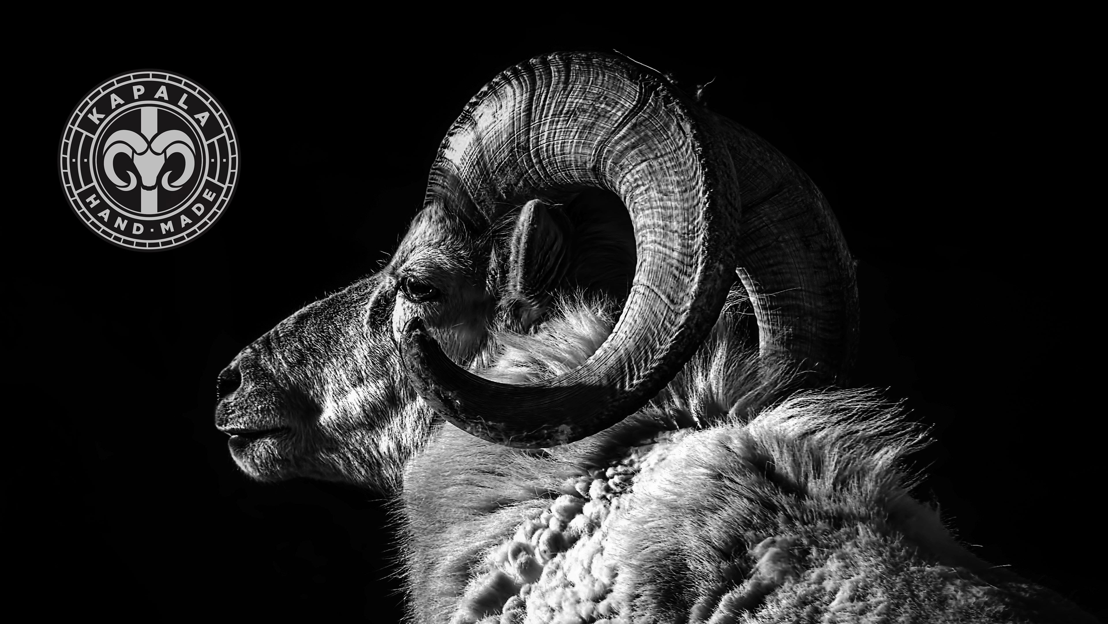 Kapala cycling brand identity: ram photograph with the badge logo