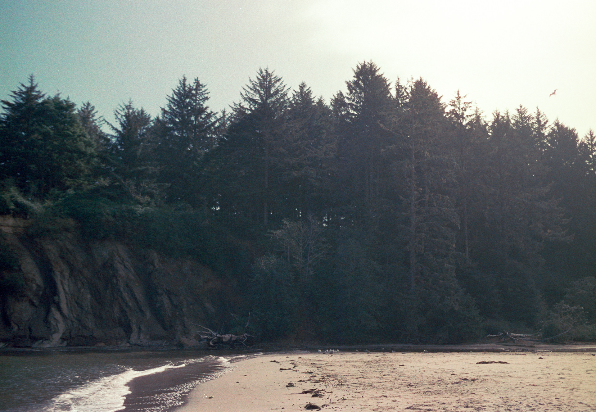 Oregon Coastline, 35mm Film, 2023