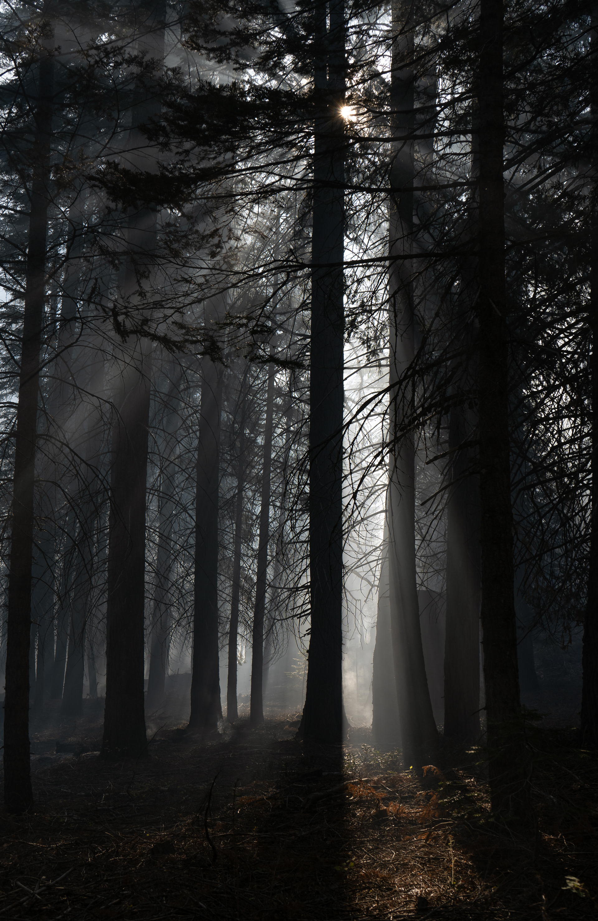 Sequoia National Forest 2023