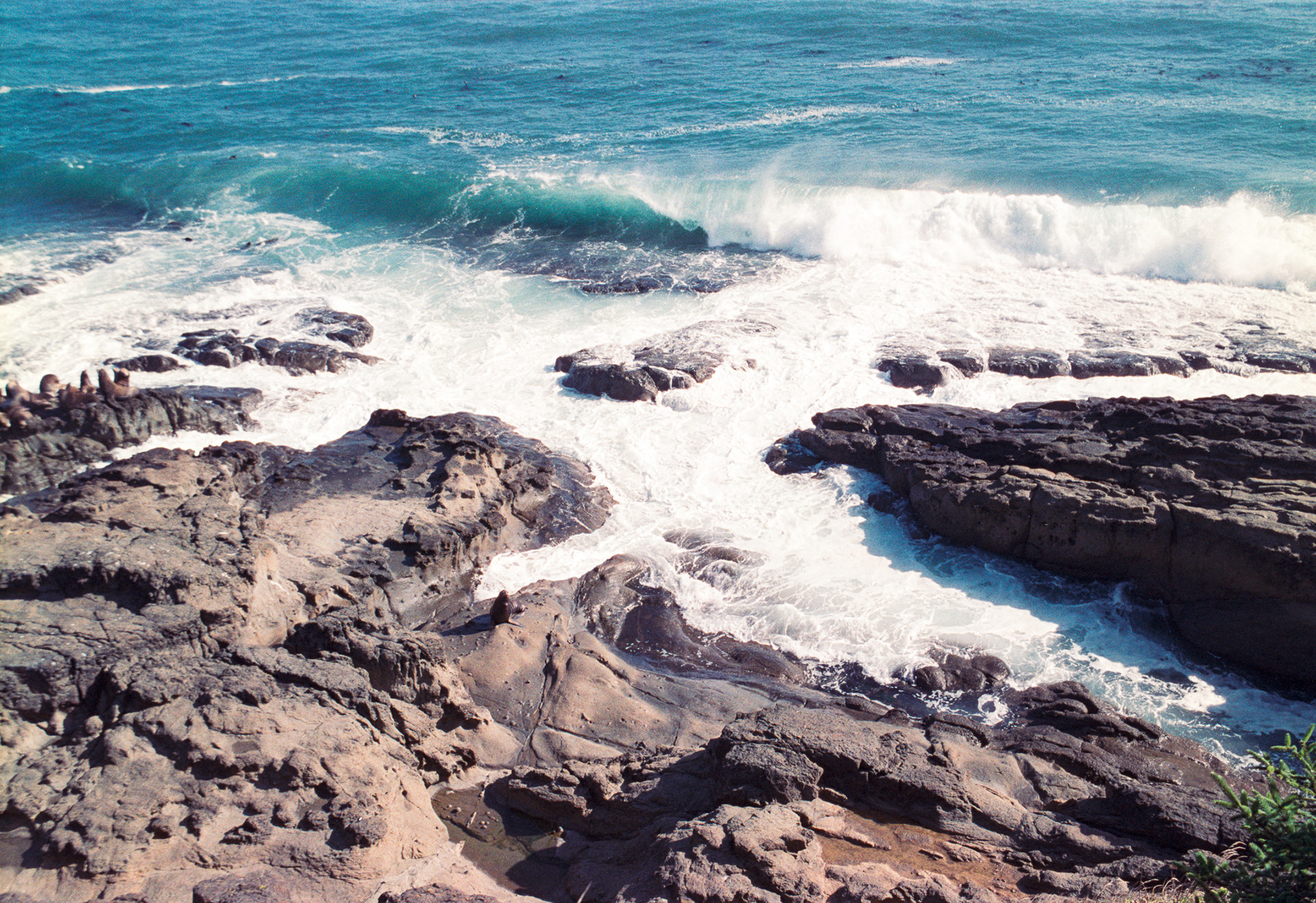 Oregon Coastline, 35mm Film, 2023