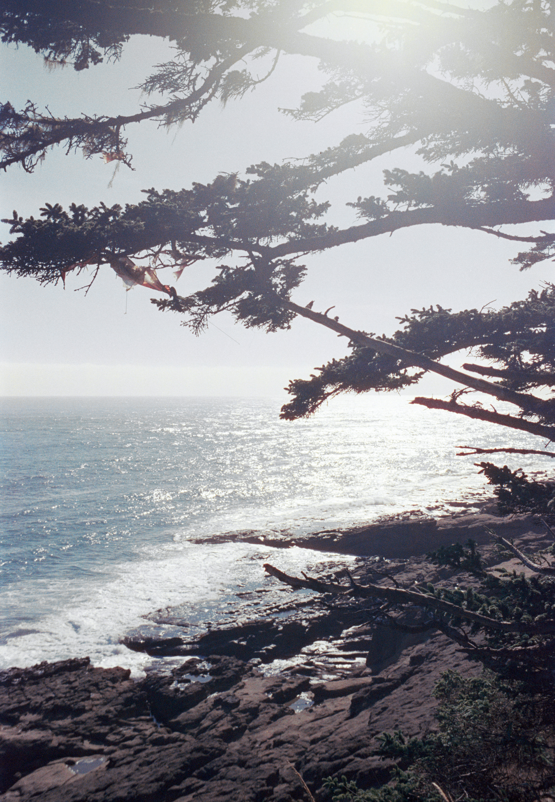 Oregon Coastline, 35mm Film, 2023