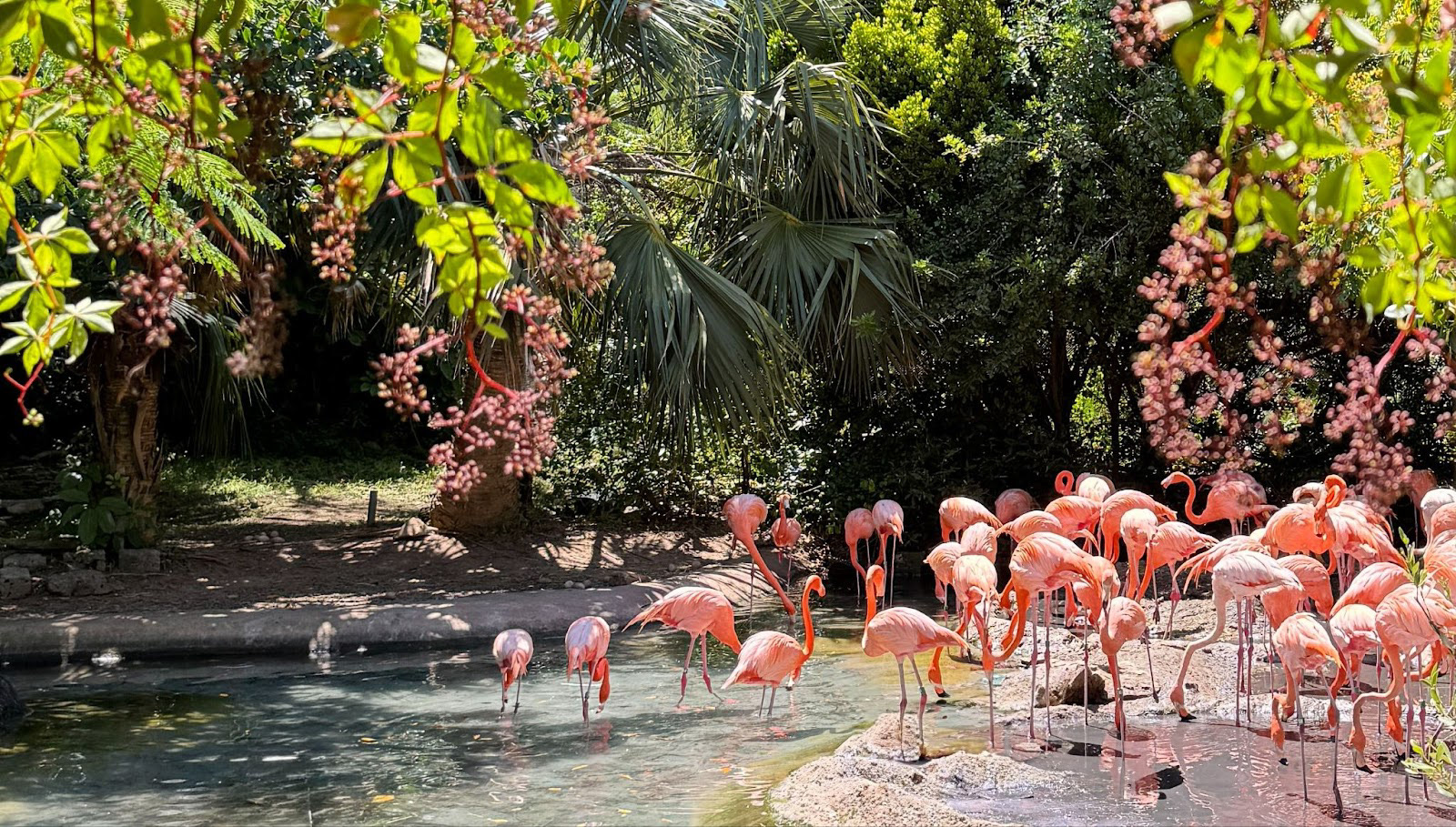 Flamingo Fandango - Digital Photograph