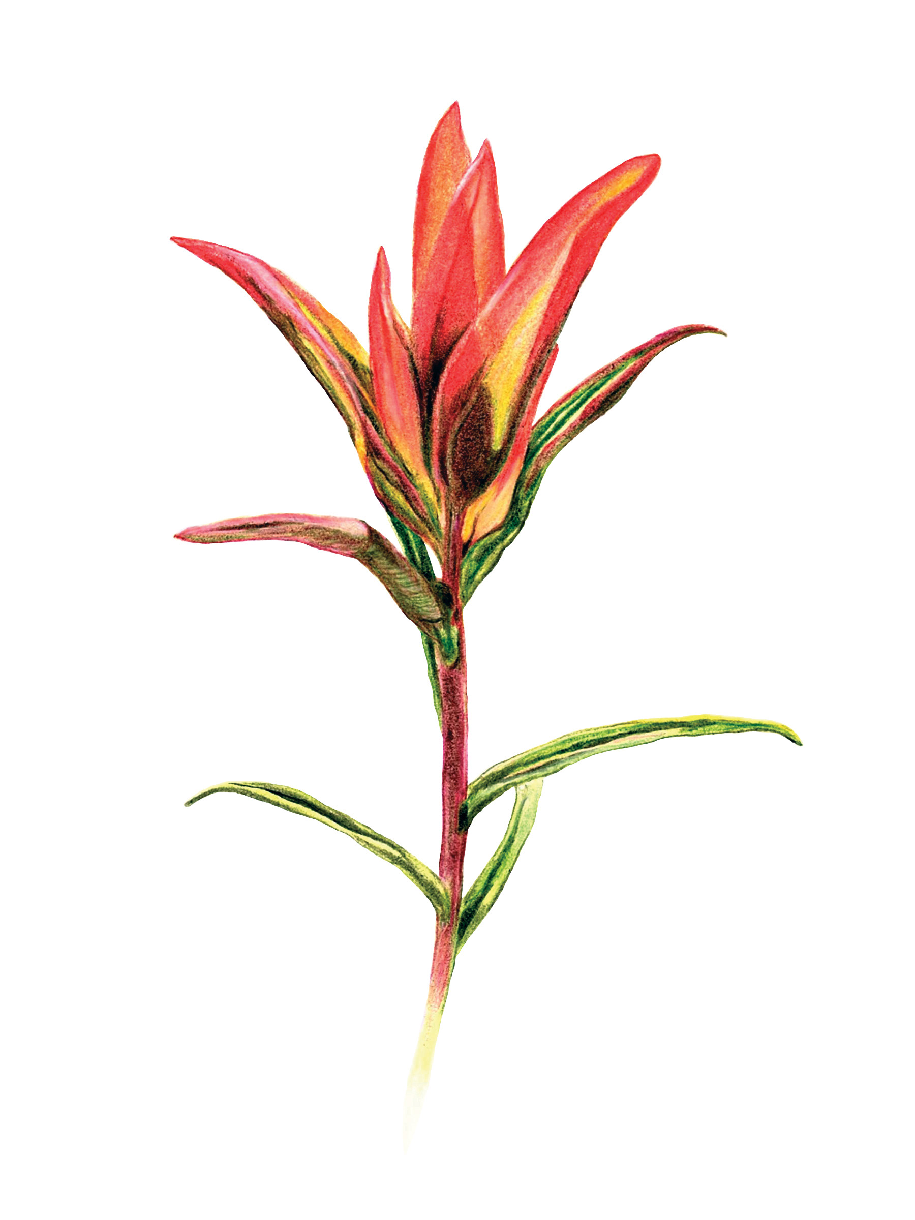 Narrow Leaved Indian Paintbrush, Abiquiu, NM. 2019. 6 x 8 inches.