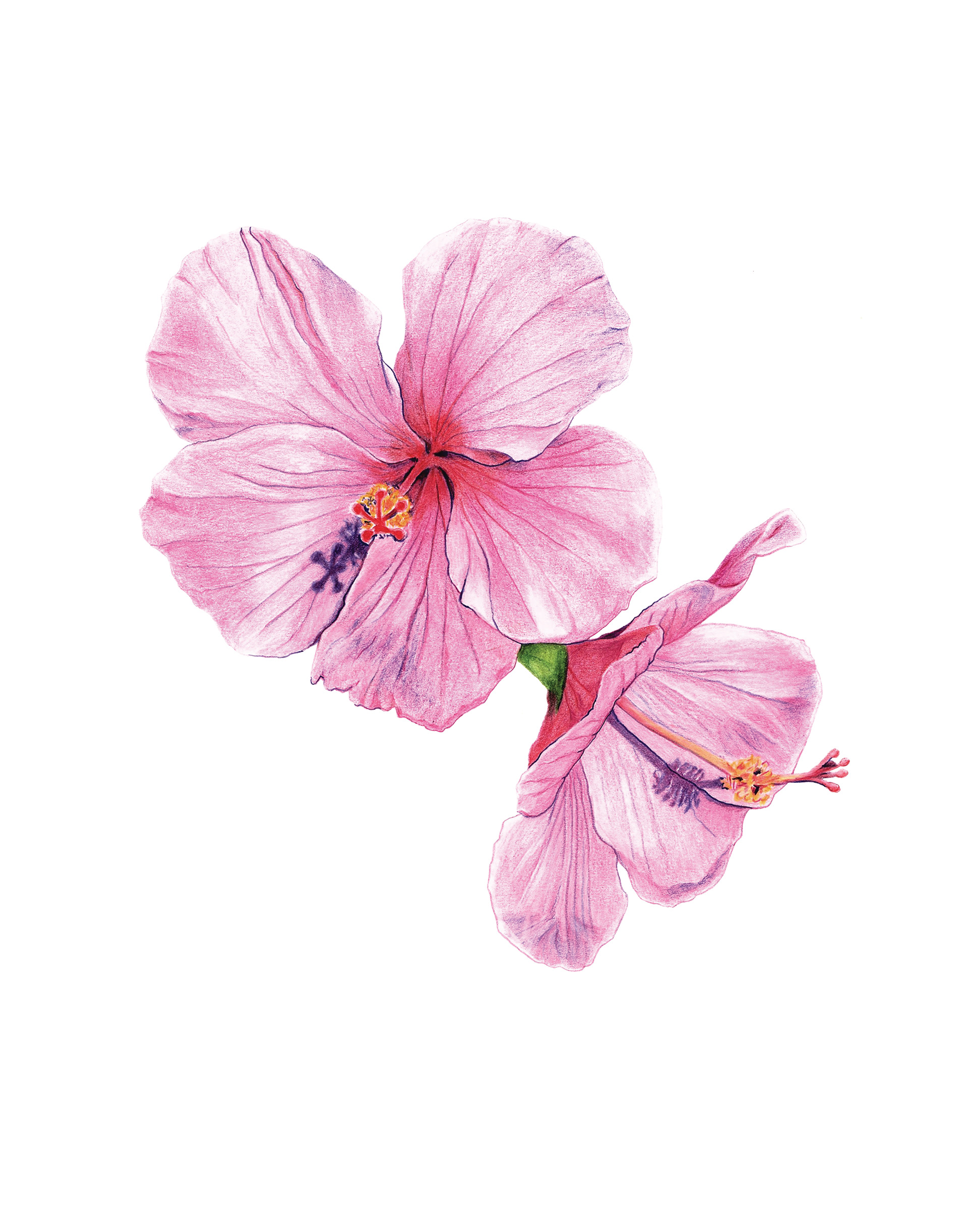Pink Hibiscus, Waikoloa Beach, HI. 2020. 10 x 12 inches