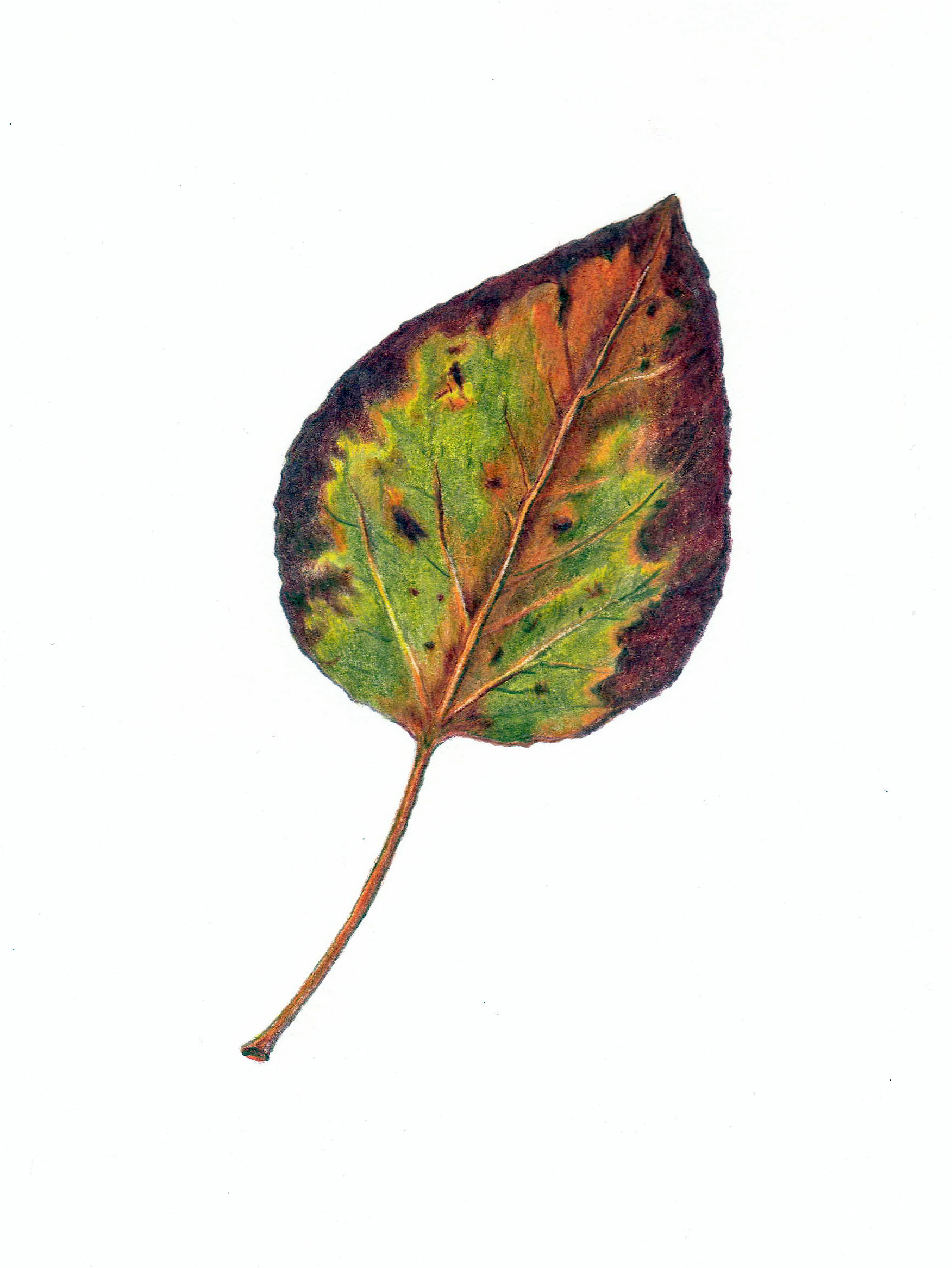 Reflection Lake Leaf, 2021. Colored pencil, 8 x 6 inches.