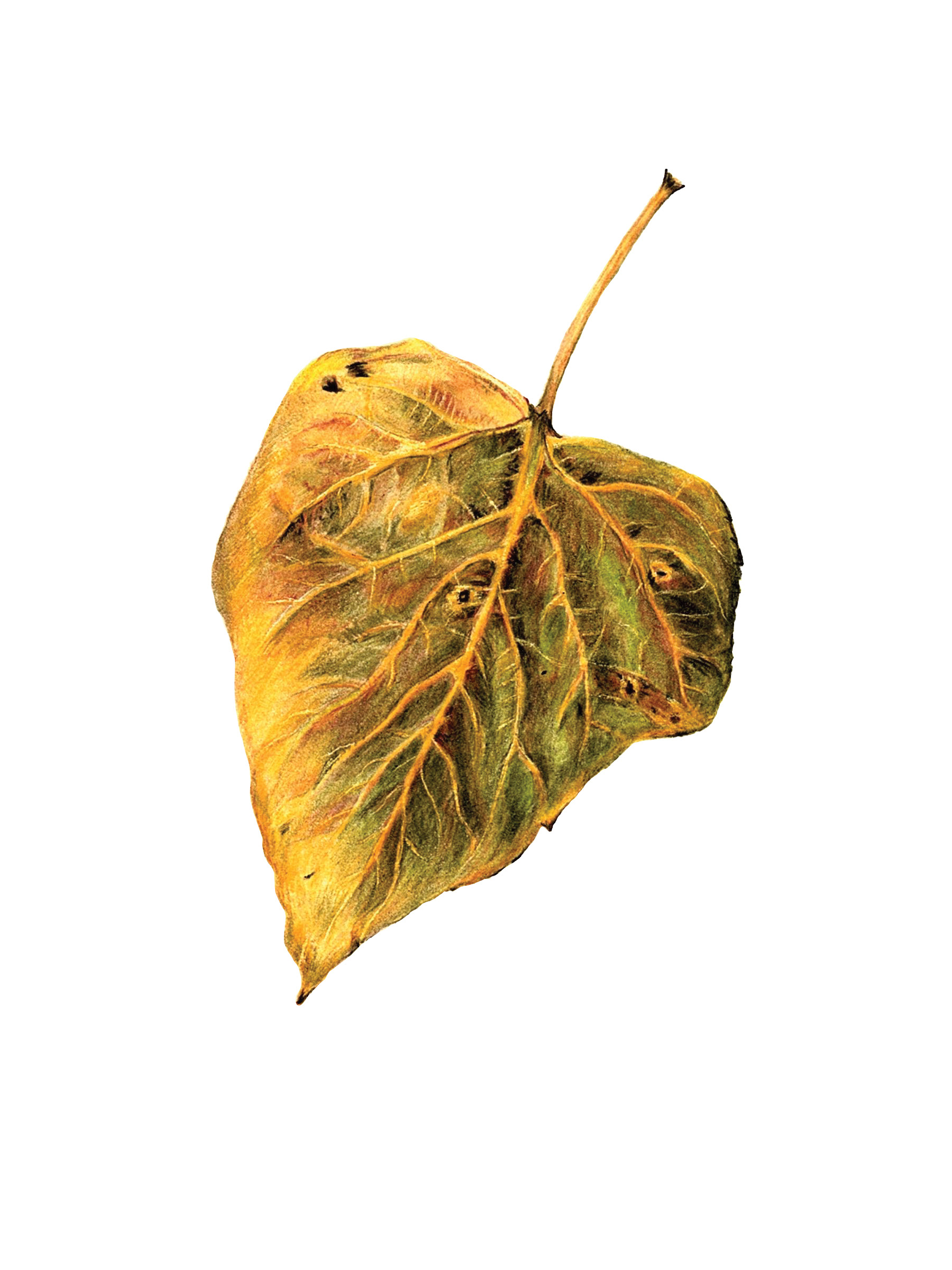 Alaska Leaf, 2021. Colored pencil, 6 x 9 inches.