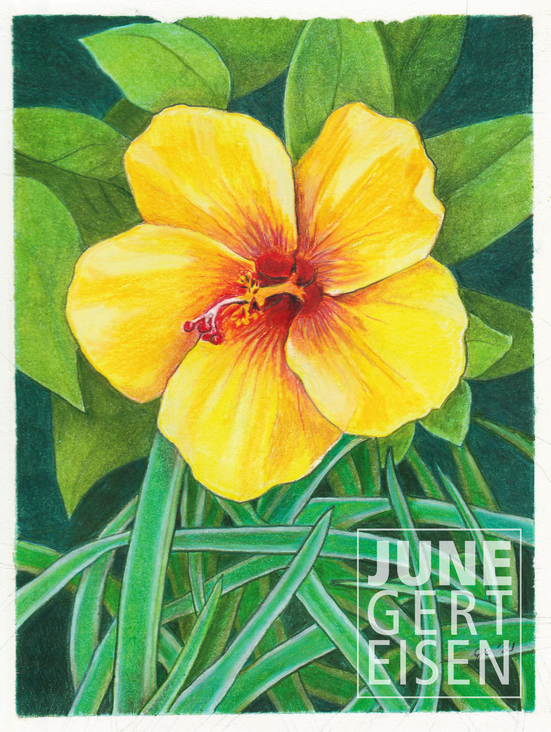 Yellow Hibiscus, 2021. Colored pencil, 8 x 6 inches.