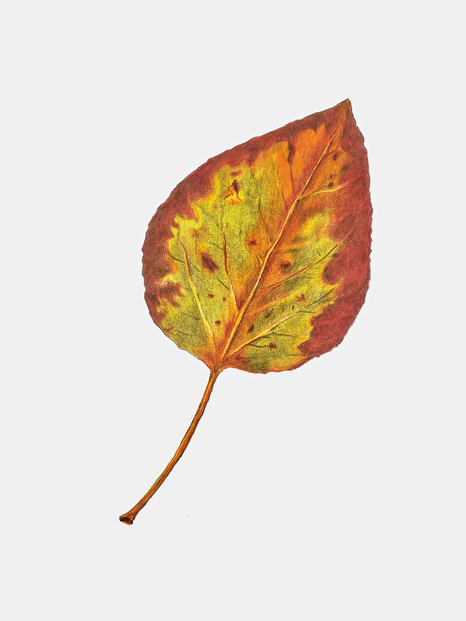 Reflection Lake Leaf, Alaska. 2021. Colored pencil, 6 x 9 inches.