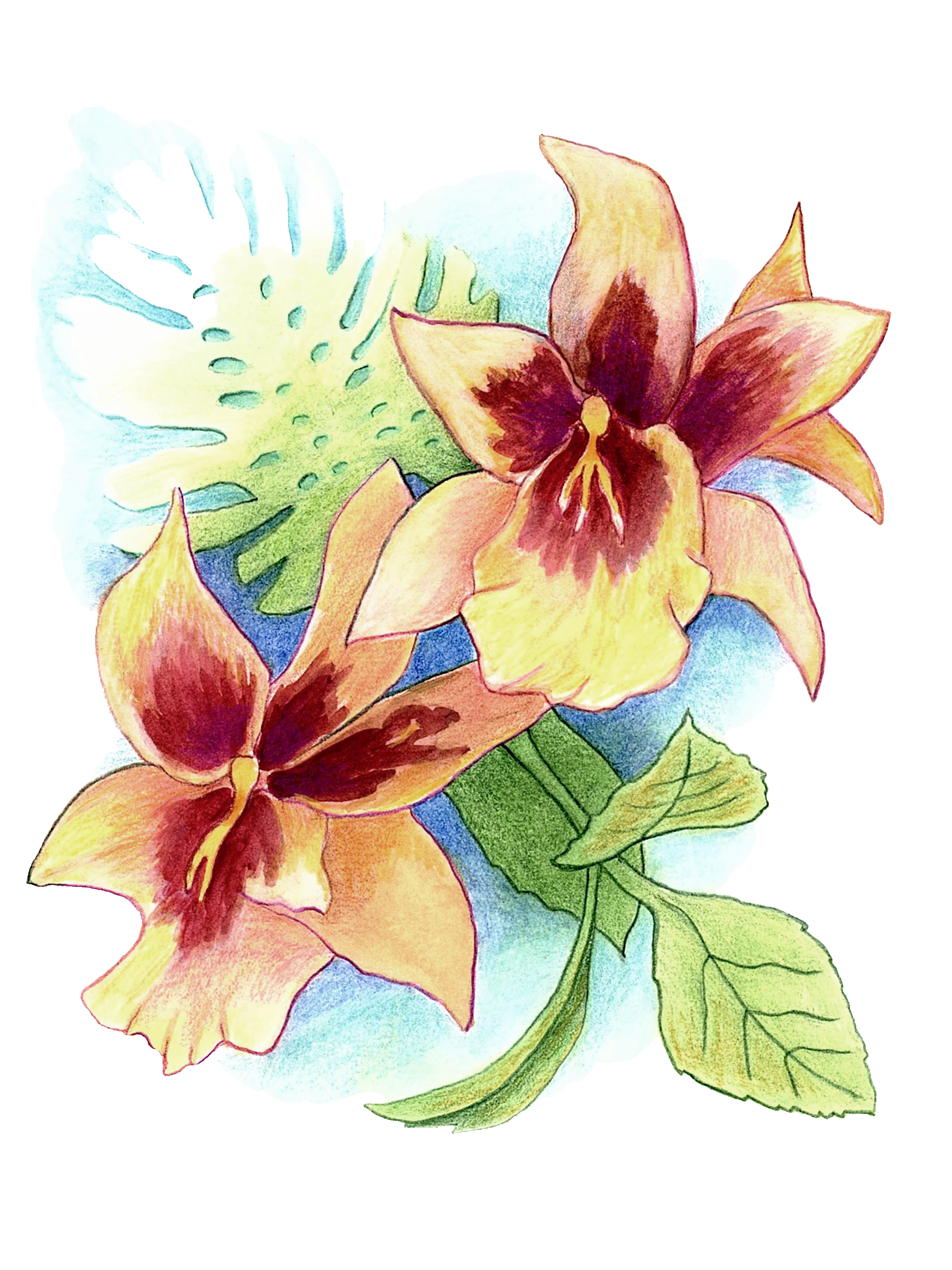 SOLD - Two Orchids, 2020. Colored pencil, 8 x 6 inches.