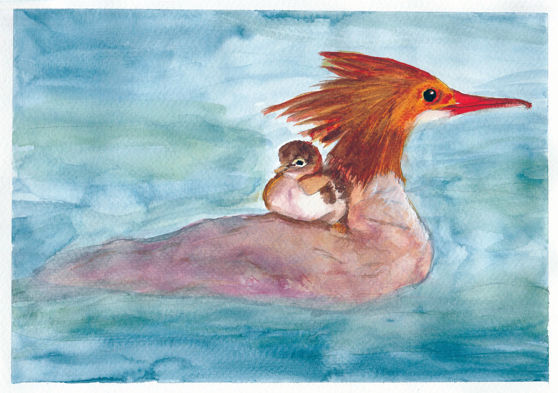 Common Merganser, Alaska, 2026. Watercolor, 9 x 12 inches.