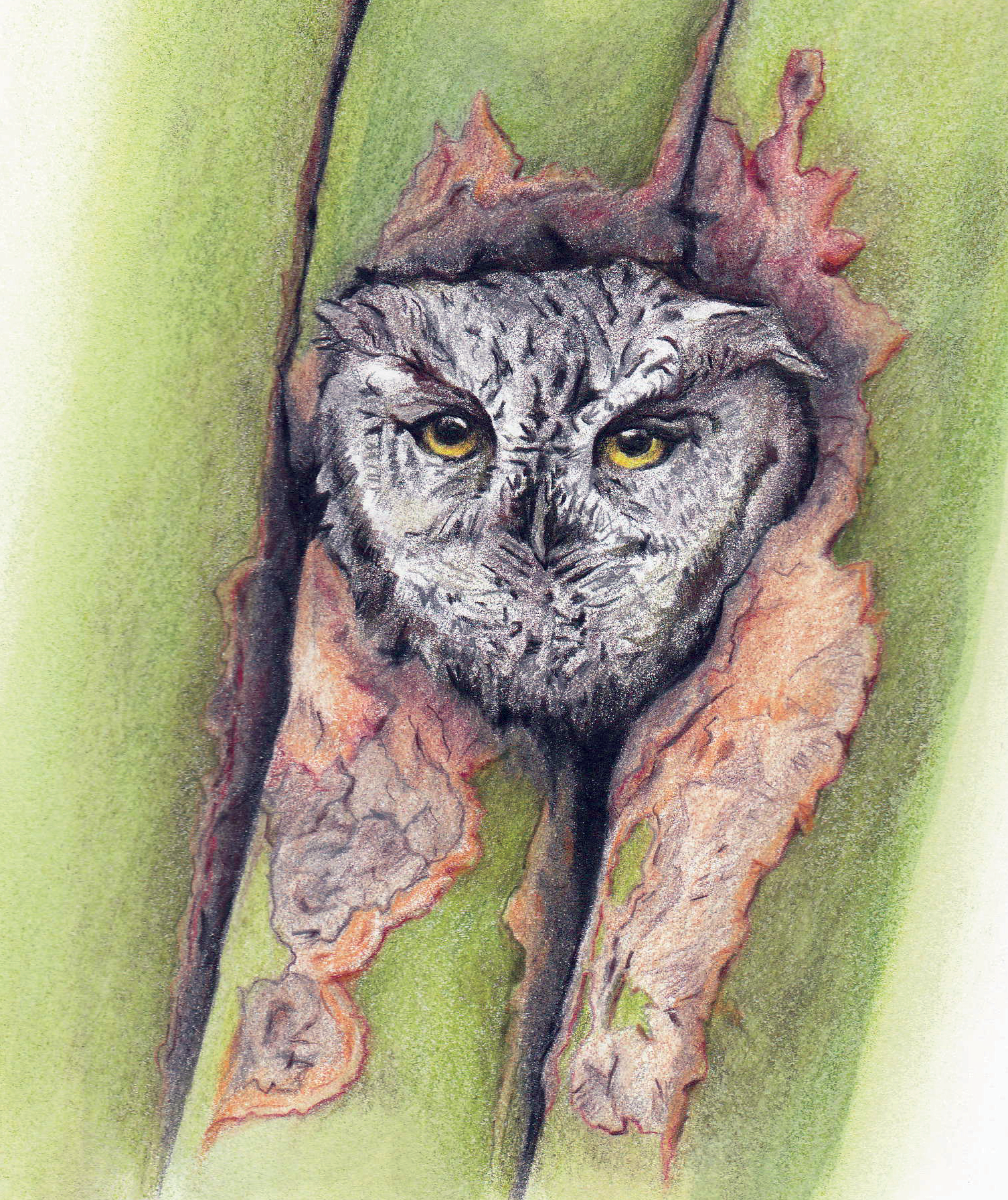 Western Screech Owl (Oro Valley, AZ), 2024. Colored pencil, 9 x 6 inches.