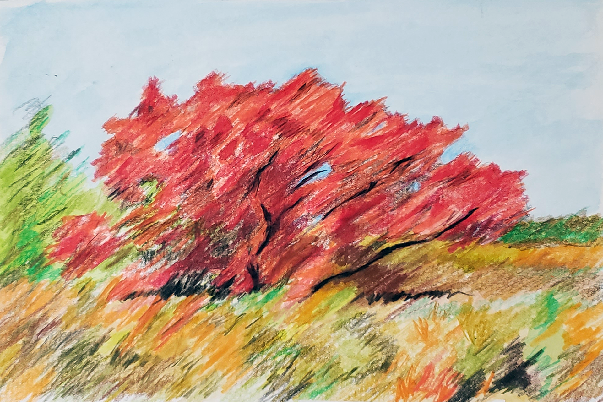 Chester Woods Tree, 2025. Colored pencil, 6 x 9 inches.