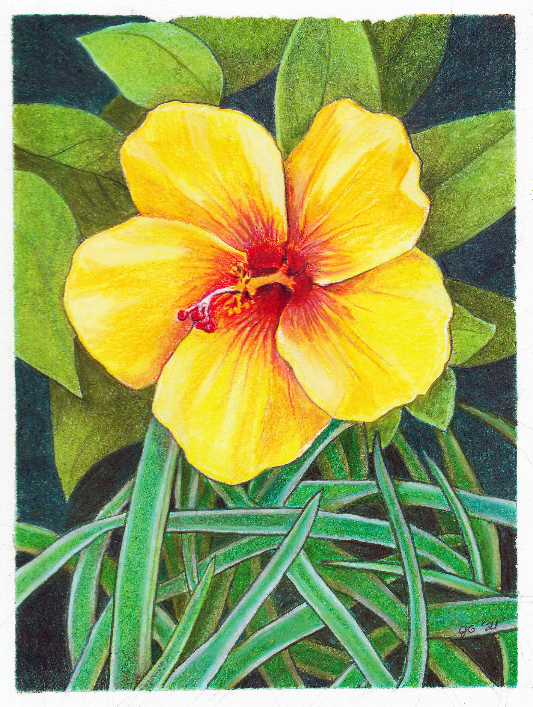 Yellow Hibiscus, 2021, Colored pencil, 6 x 8 inches.