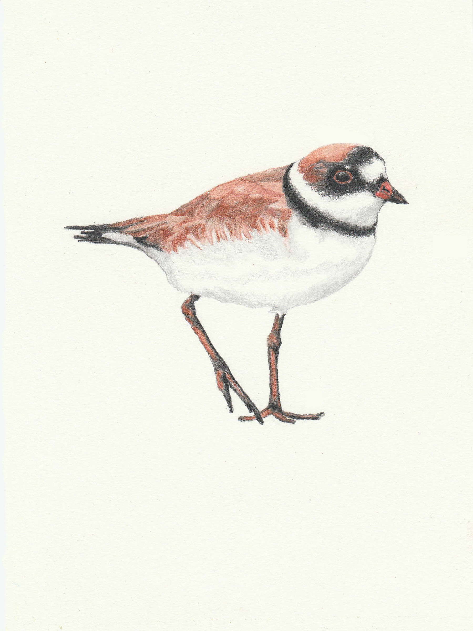Semipalmated Plover (Oregon Coast), 2022. 6 x 8 inches.
