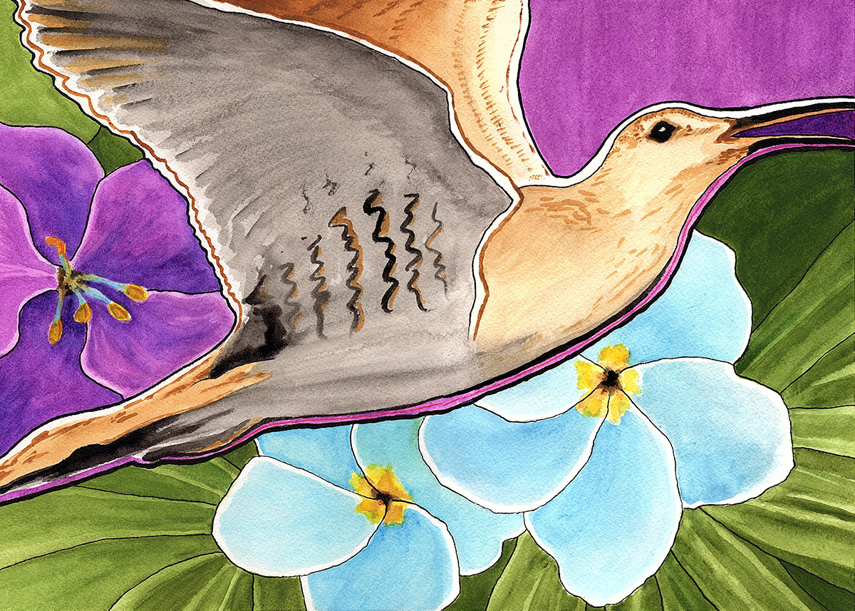 SOLD - Migrating Bristle-thighed Curlew, 2020. Watercolor, 10 x 14 inches.